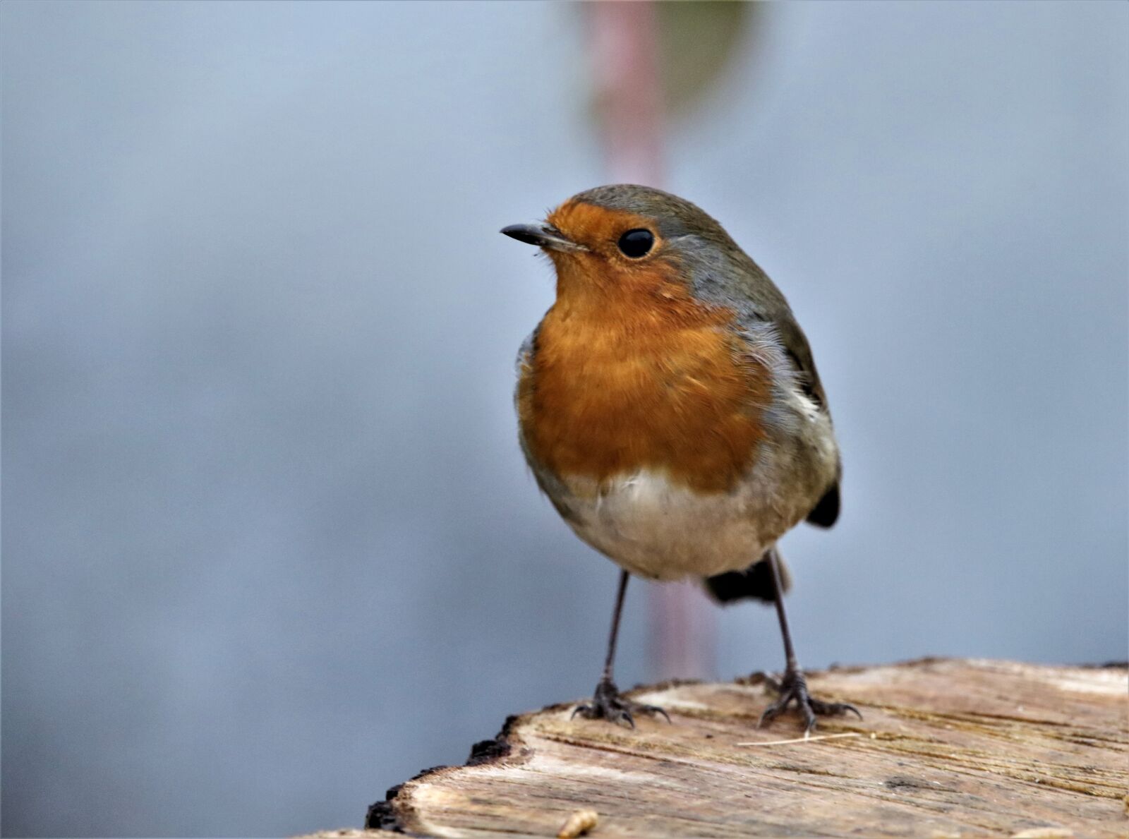 150-600mm F5-6.3 DG OS HSM | Contemporary 015 sample photo. Bird, robin, close up photography