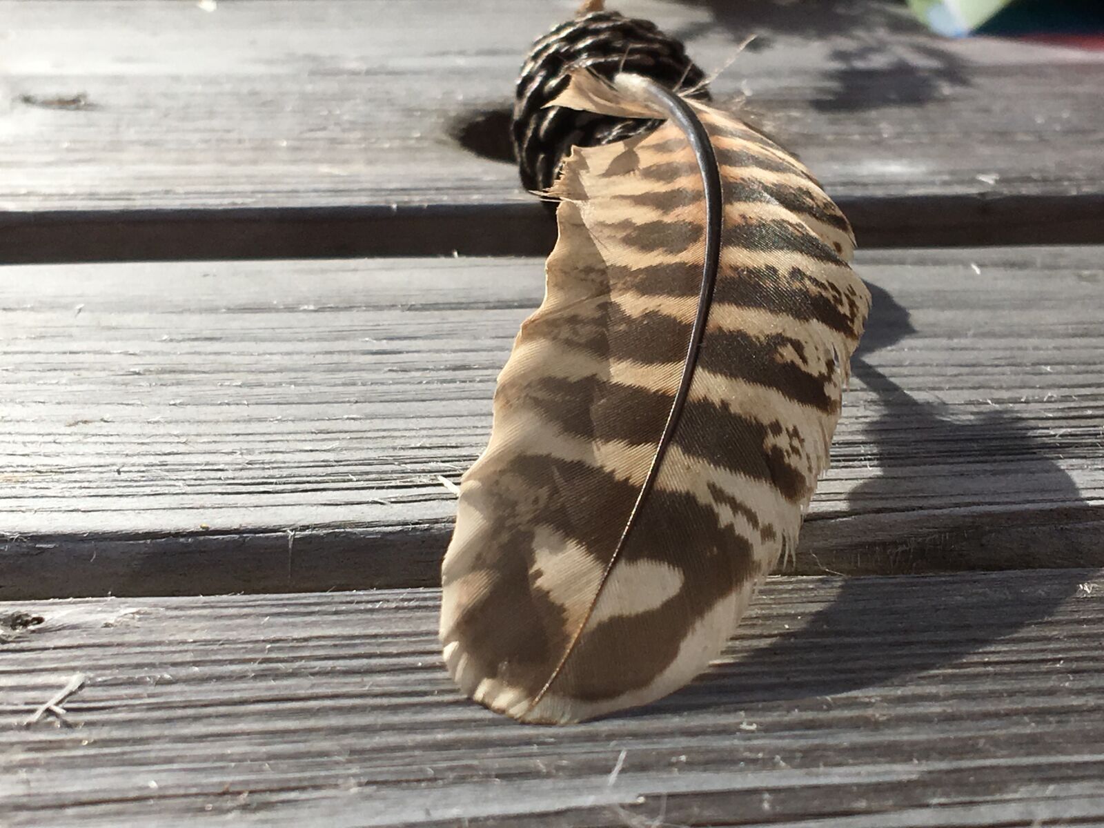 iPhone 6s Plus back camera 4.15mm f/2.2 sample photo. Feather, natural, arty photography