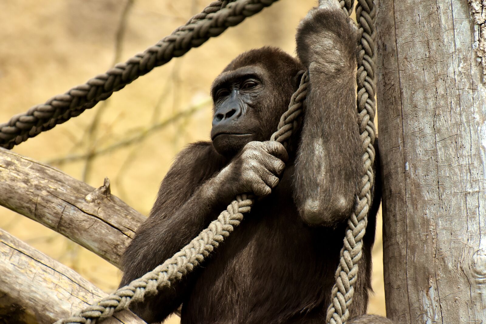 Nikon D7200 sample photo. Gorilla, monkey, animal photography