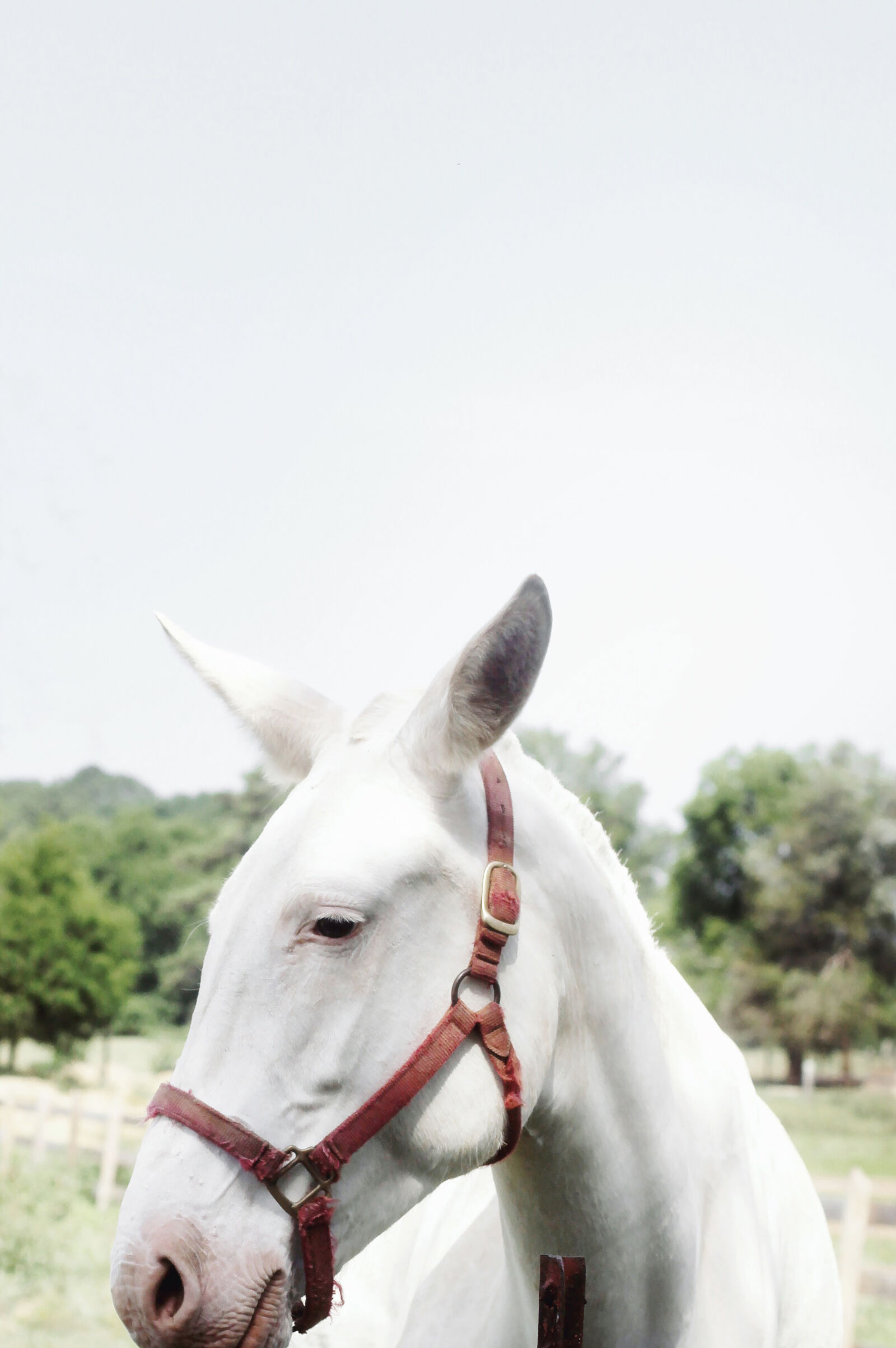 Canon EOS 7D + Canon EF 50mm F1.4 USM sample photo. Close, up, of, horse photography