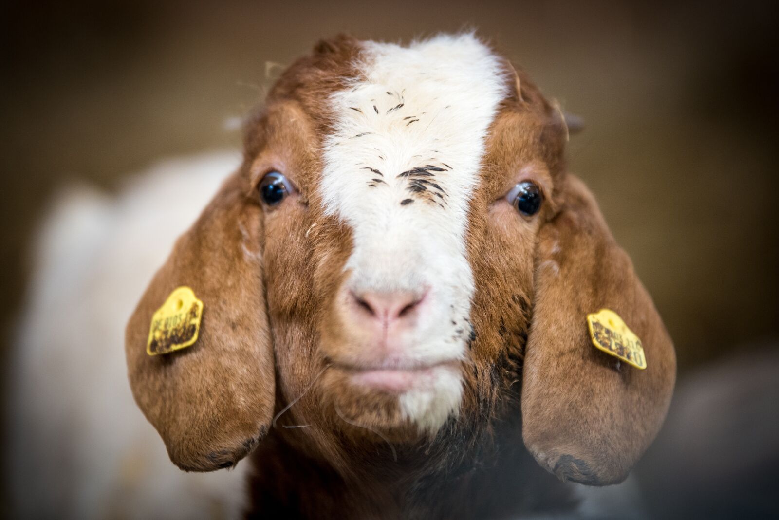 Nikon D750 sample photo. Goat, kid, animal photography