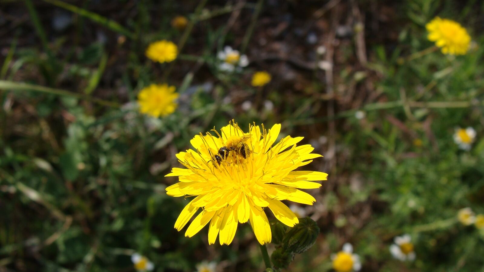 Sony DSC-H3 sample photo. Flower, yellow, nature photography