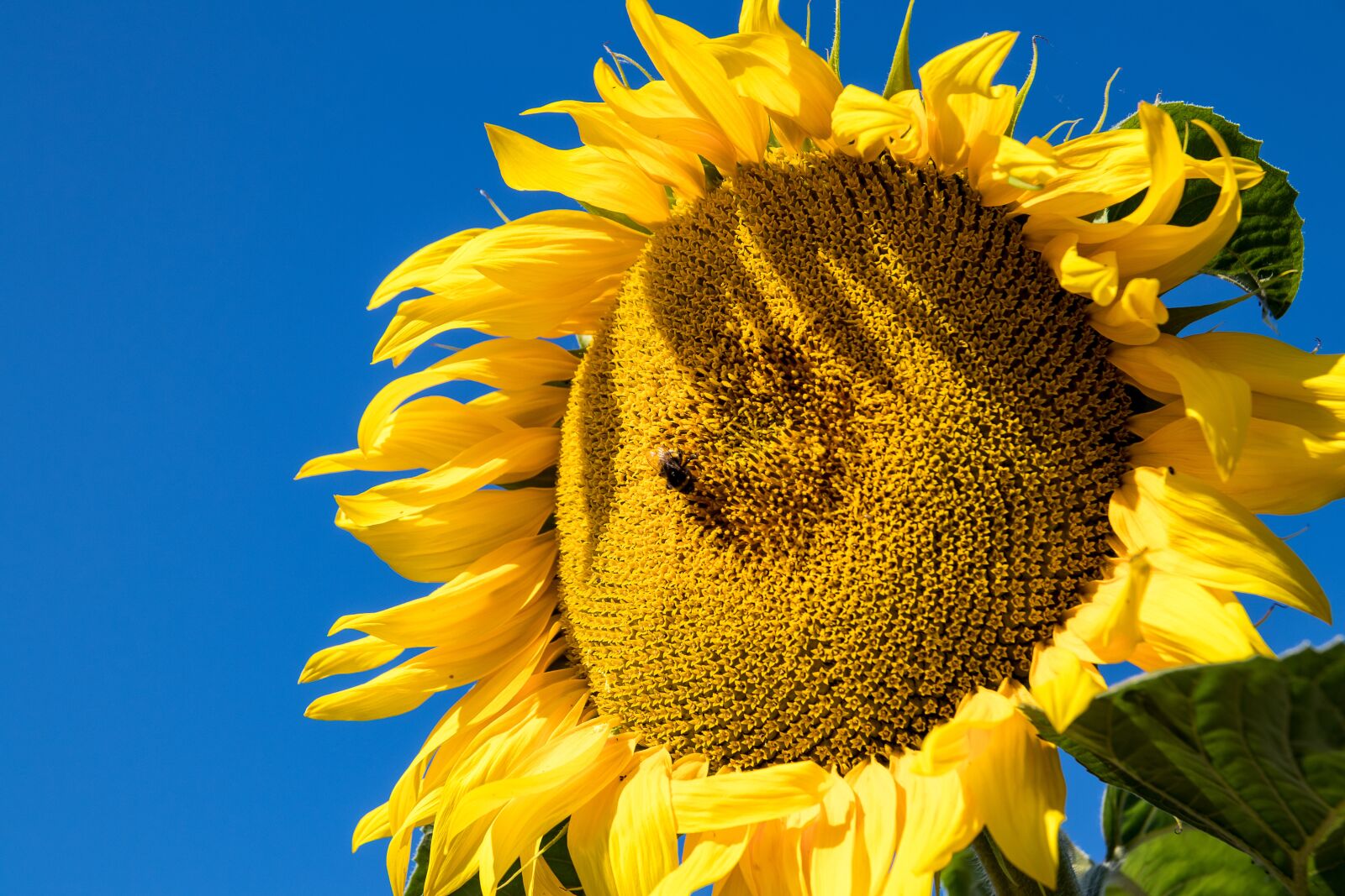 Canon EOS 80D sample photo. Sunflower, flower, plant photography
