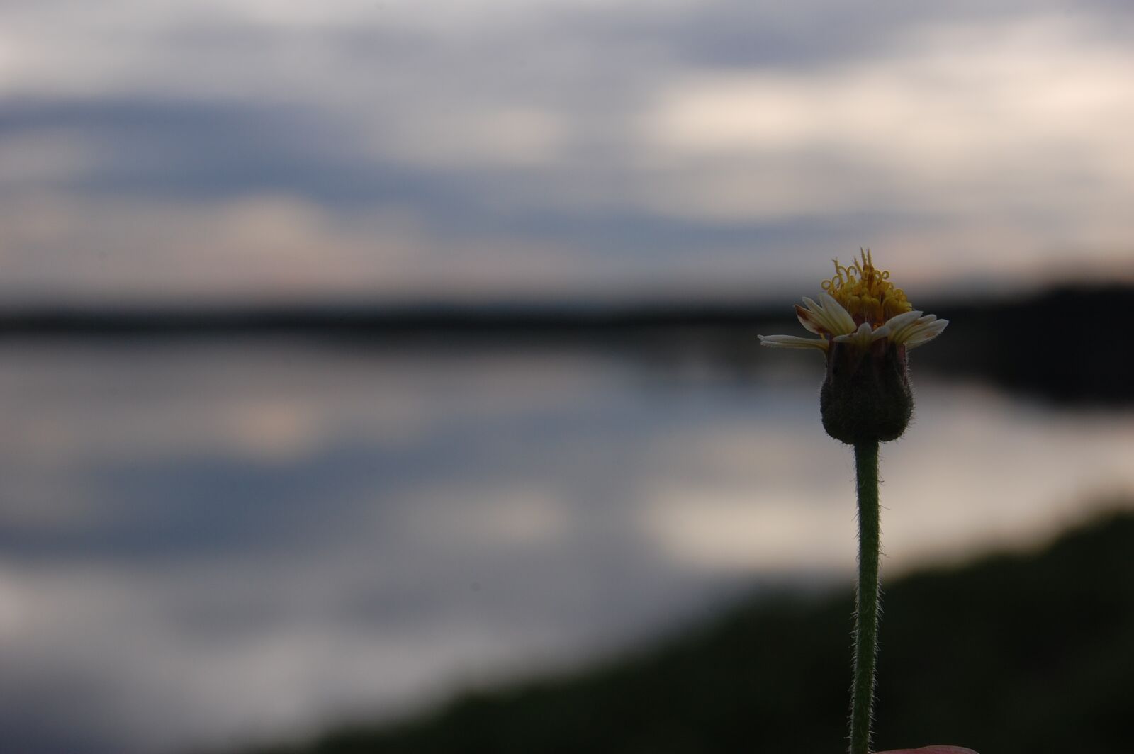 Nikon D40 sample photo. Flower, lake, nature photography