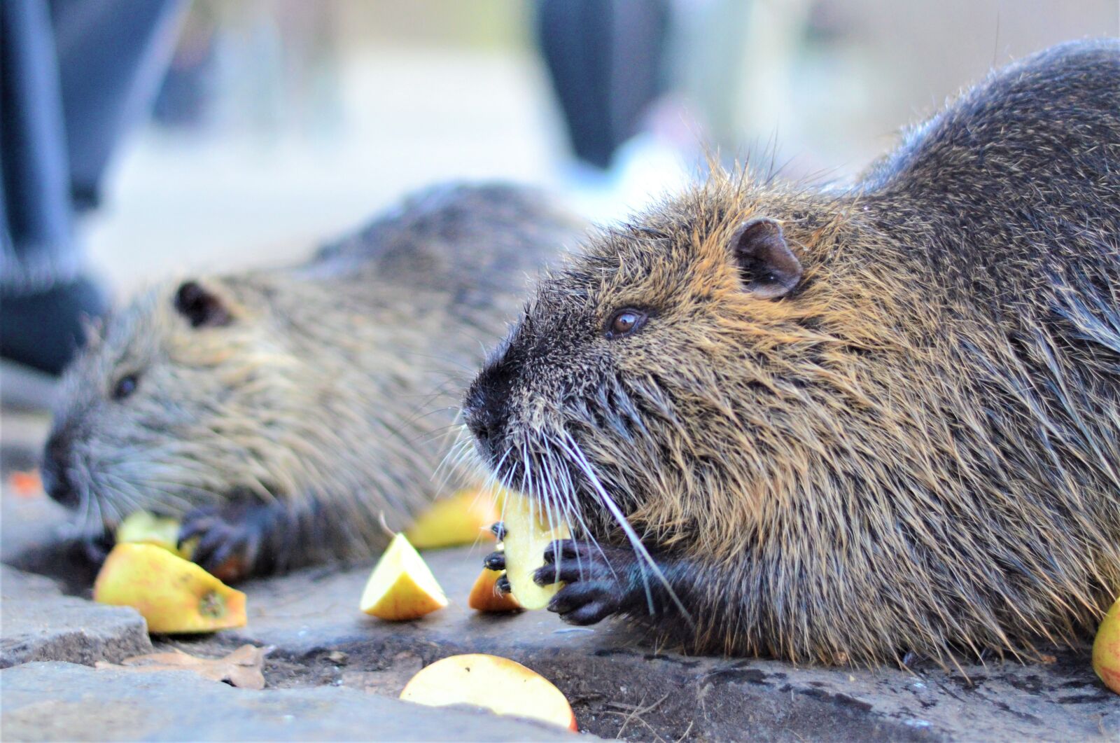 Nikon D5100 sample photo. Coypu, nature, nutria photography