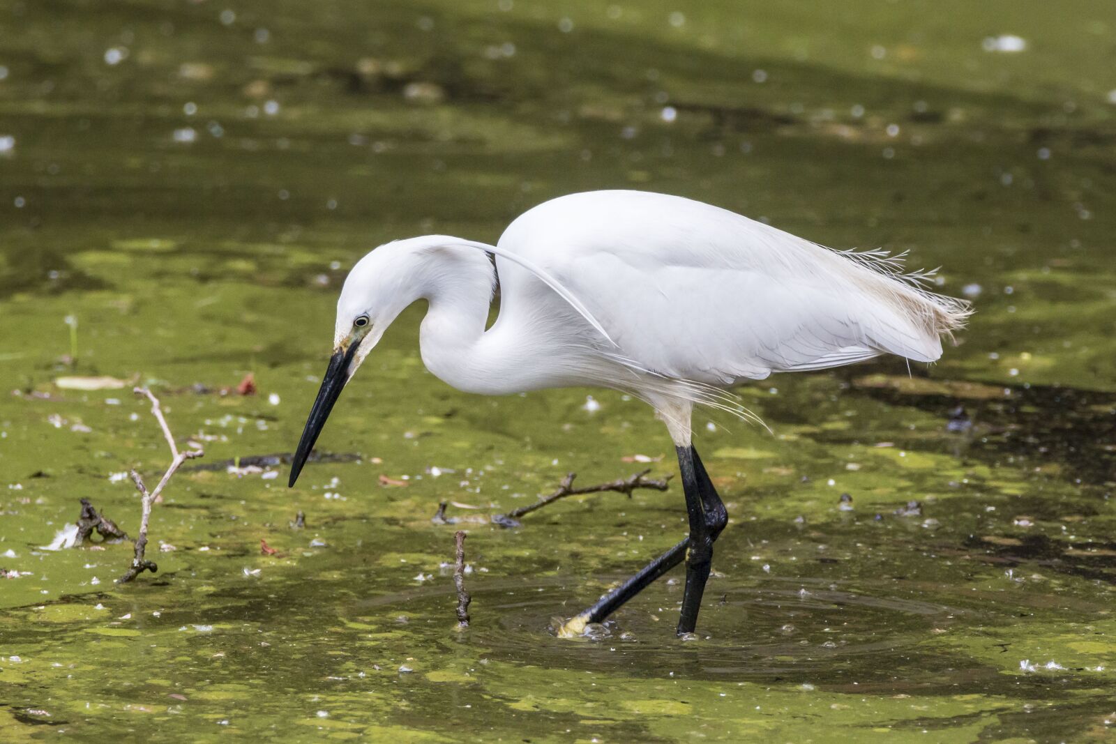 Tamron SP 150-600mm F5-6.3 Di VC USD sample photo. Little egret, ave, bird photography