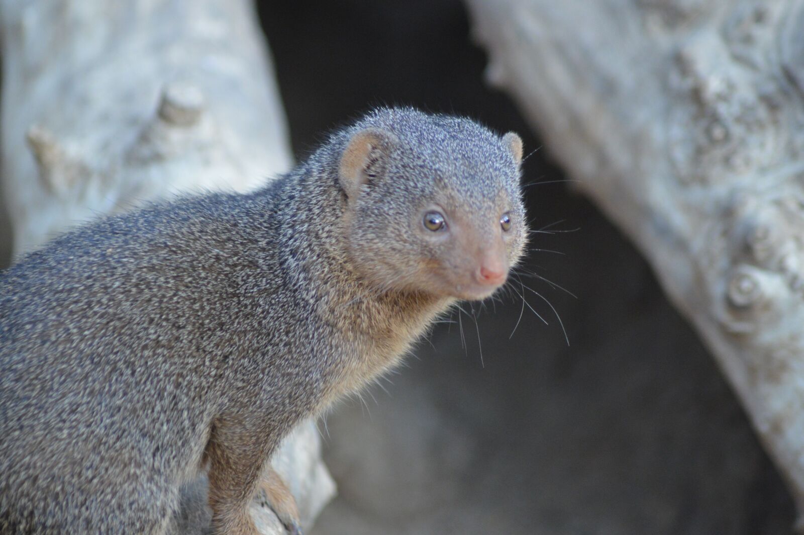 Nikon D3200 sample photo. Animal, mongoose, mammals photography