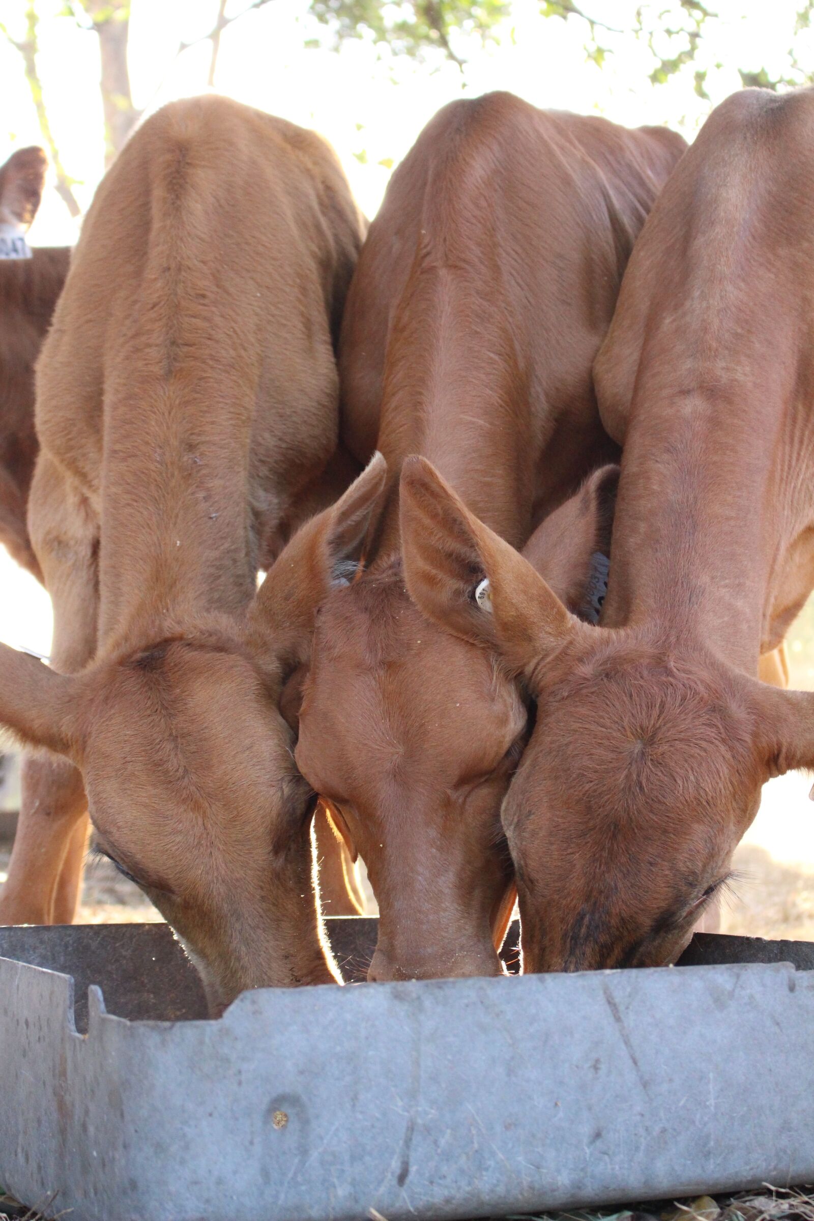 Canon EOS 700D (EOS Rebel T5i / EOS Kiss X7i) sample photo. Dairy, red, cow photography