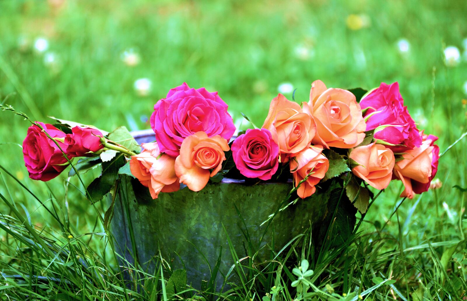 Nikon D610 sample photo. Roses, rose flower, flowers photography