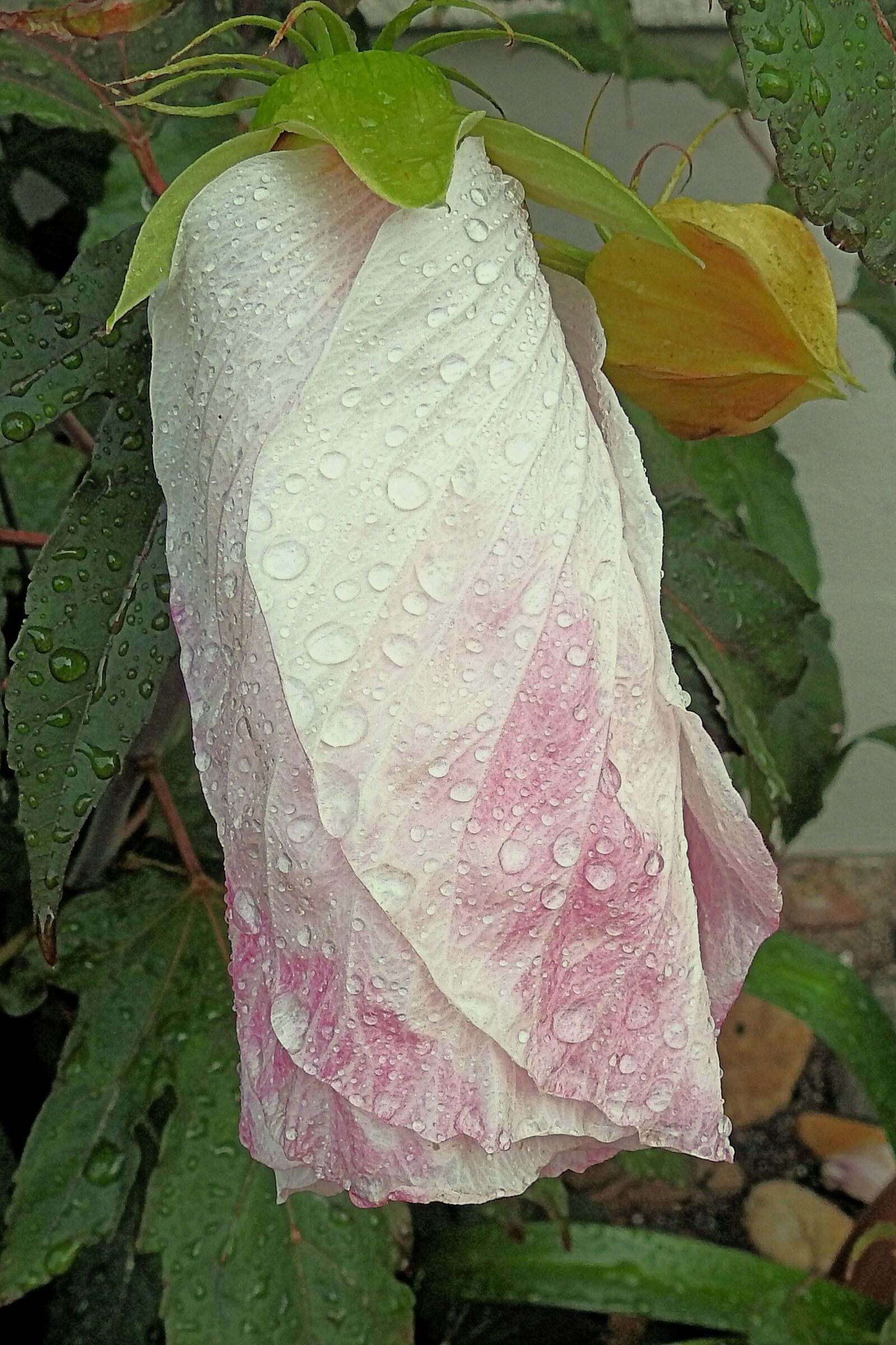 Nikon Coolpix P900 sample photo. Giant hibiscus, raindrop, hibiscus photography