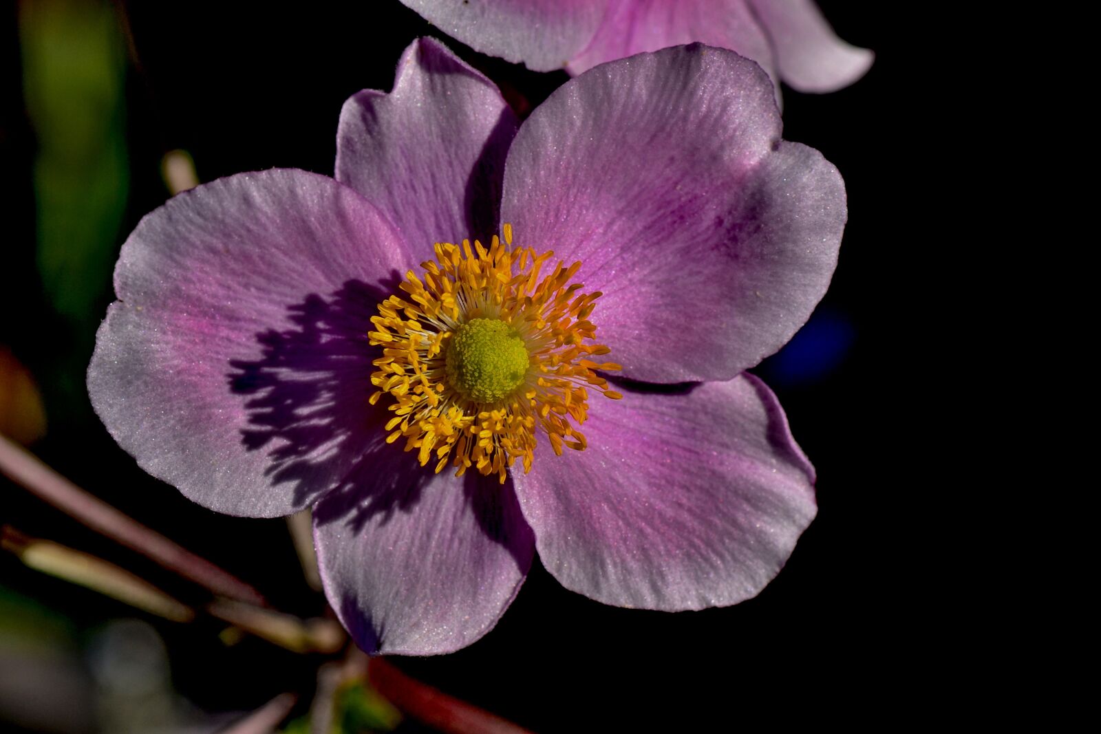 Nikon D3100 sample photo. Fall anemone, garden, nature photography