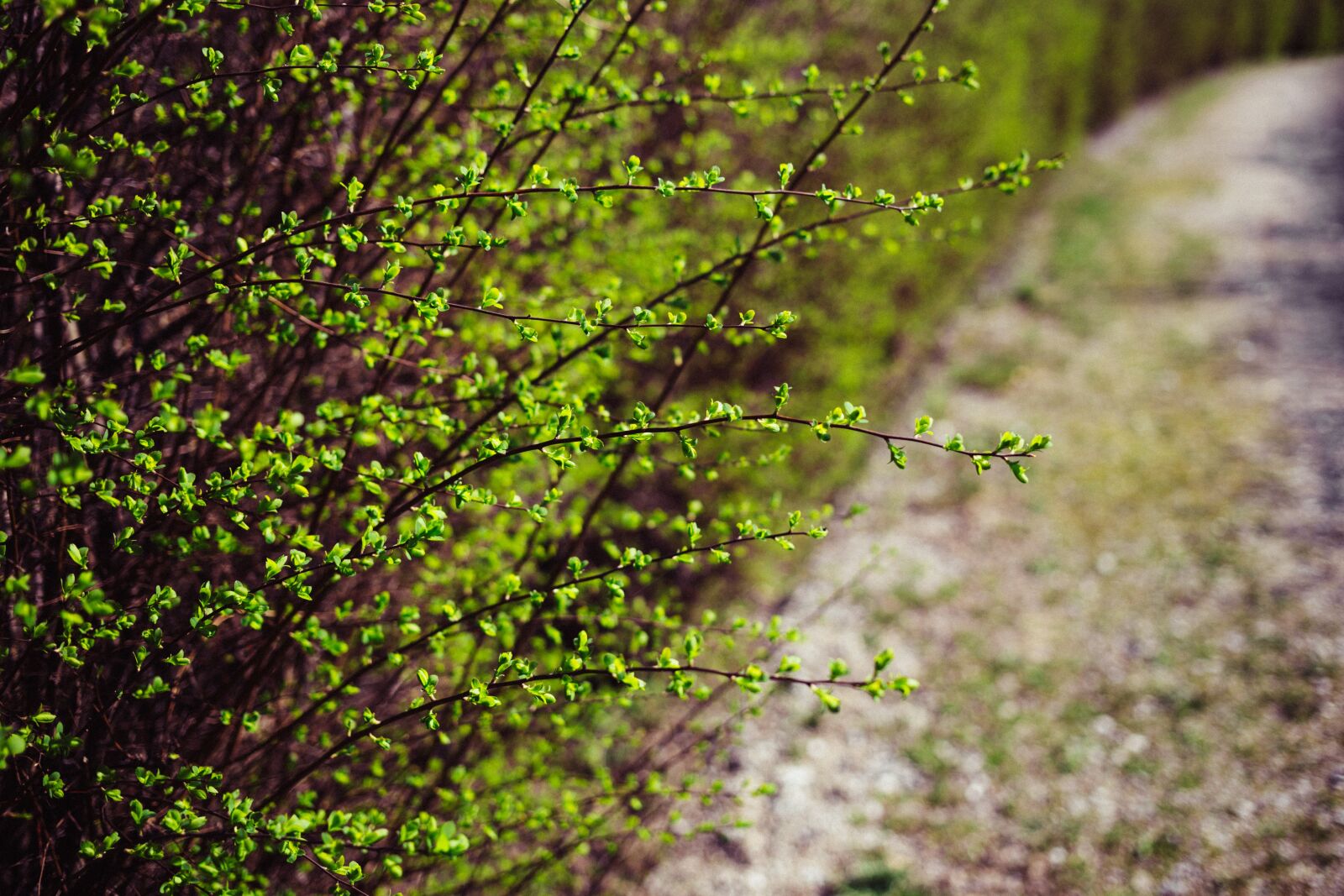 Canon EF 40mm F2.8 STM sample photo. Green, plants, nature photography