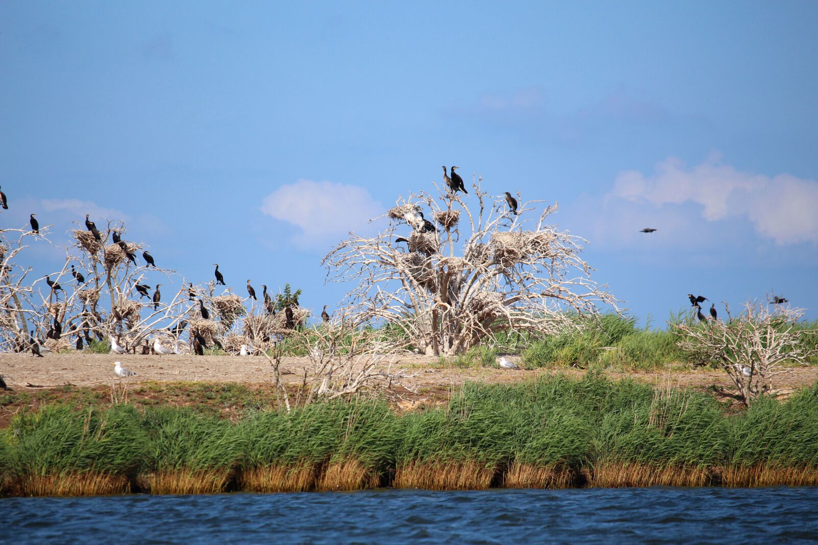 Canon EF-S 55-250mm F4-5.6 IS STM sample photo. Cormorants, nesting place, nest photography