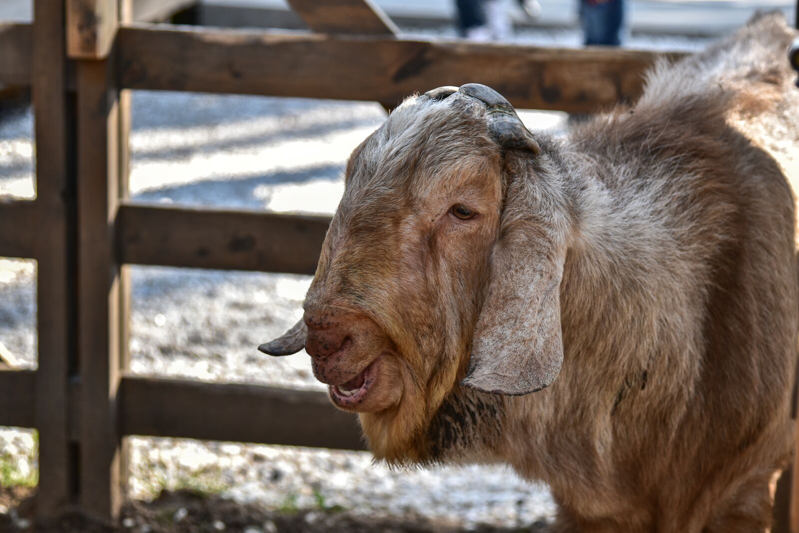 Nikon D5500 sample photo. Goat, singer, animal photography