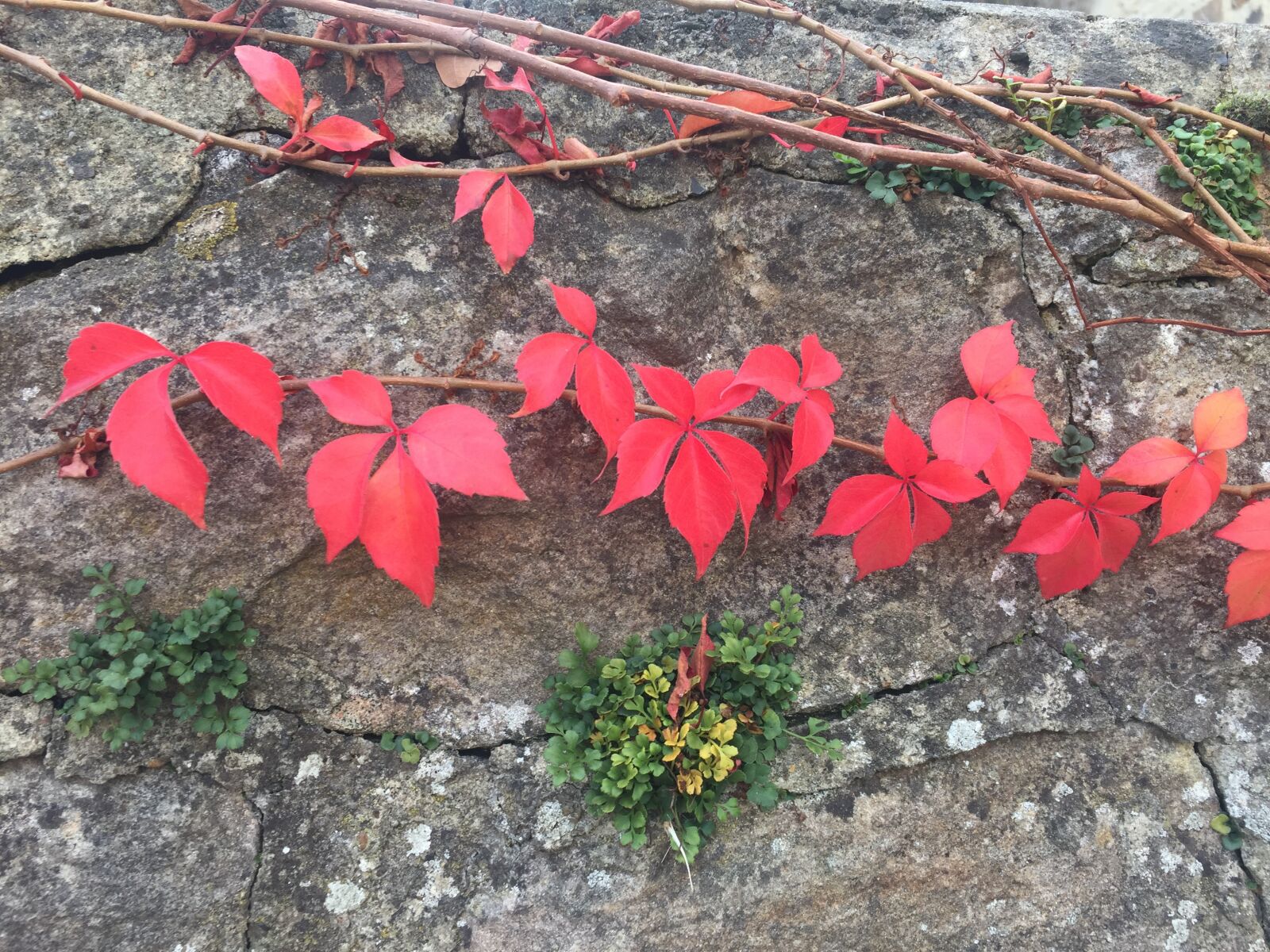 iPhone 6 back camera 4.15mm f/2.2 sample photo. Ivy, autumn, climber plant photography