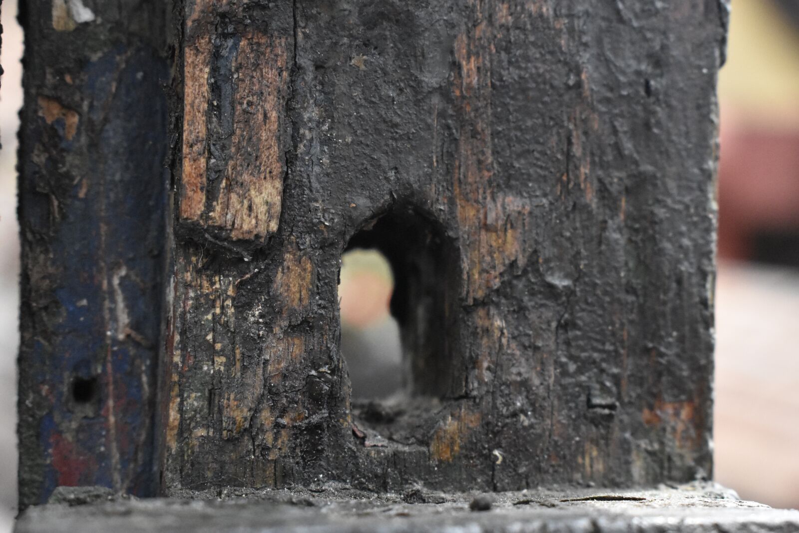 Nikon D3400 sample photo. Wood, outdoors photography
