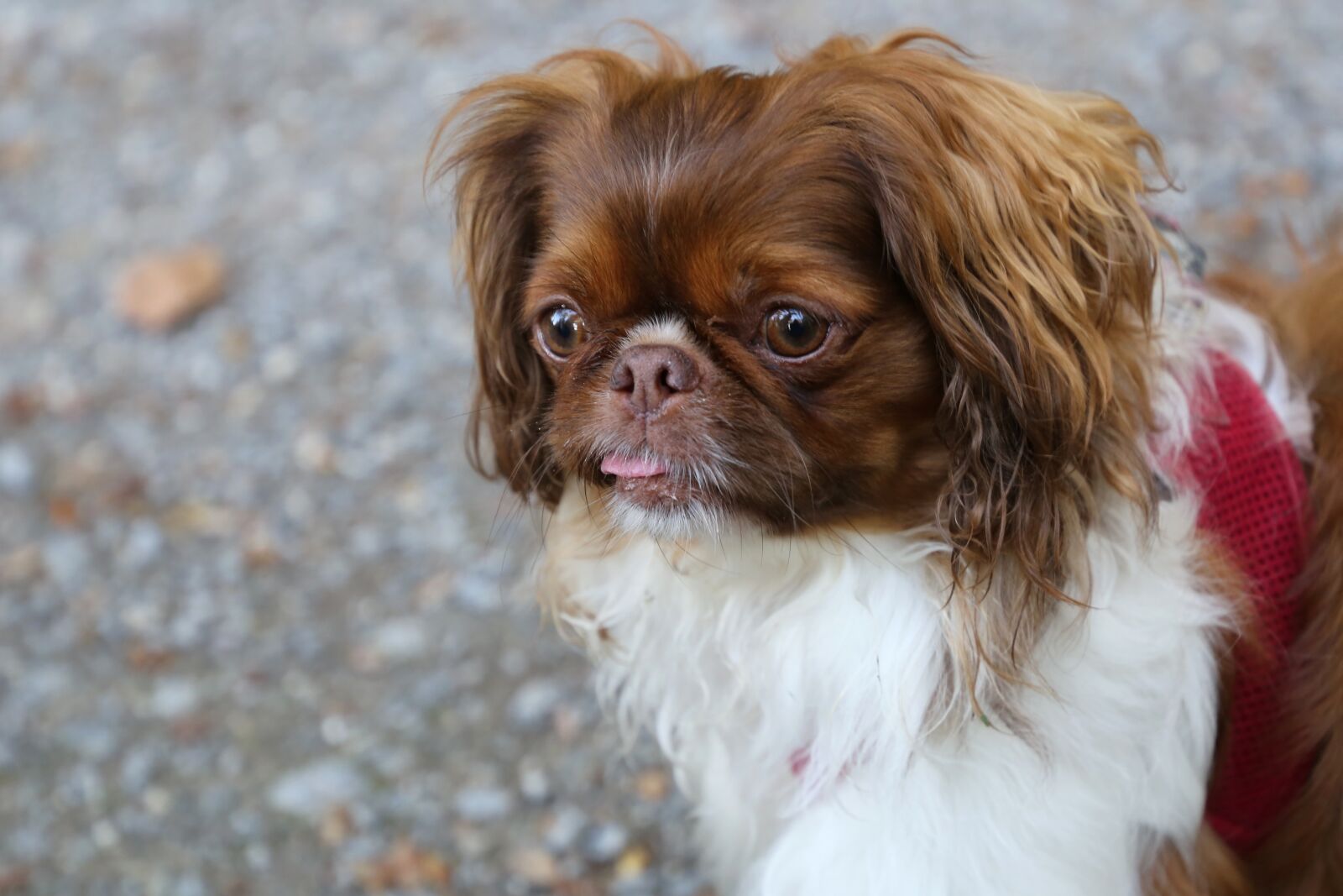 Canon EF 24-105mm F3.5-5.6 IS STM sample photo. Dog, small, cute photography