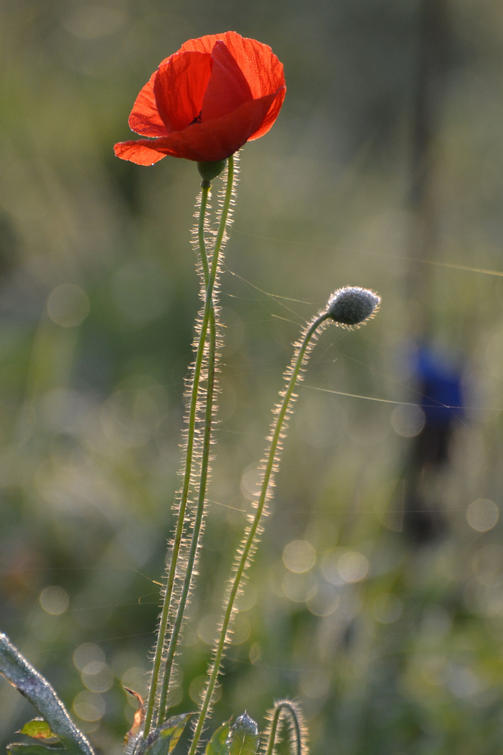 Nikon D3100 sample photo. Poppy, november, flower photography