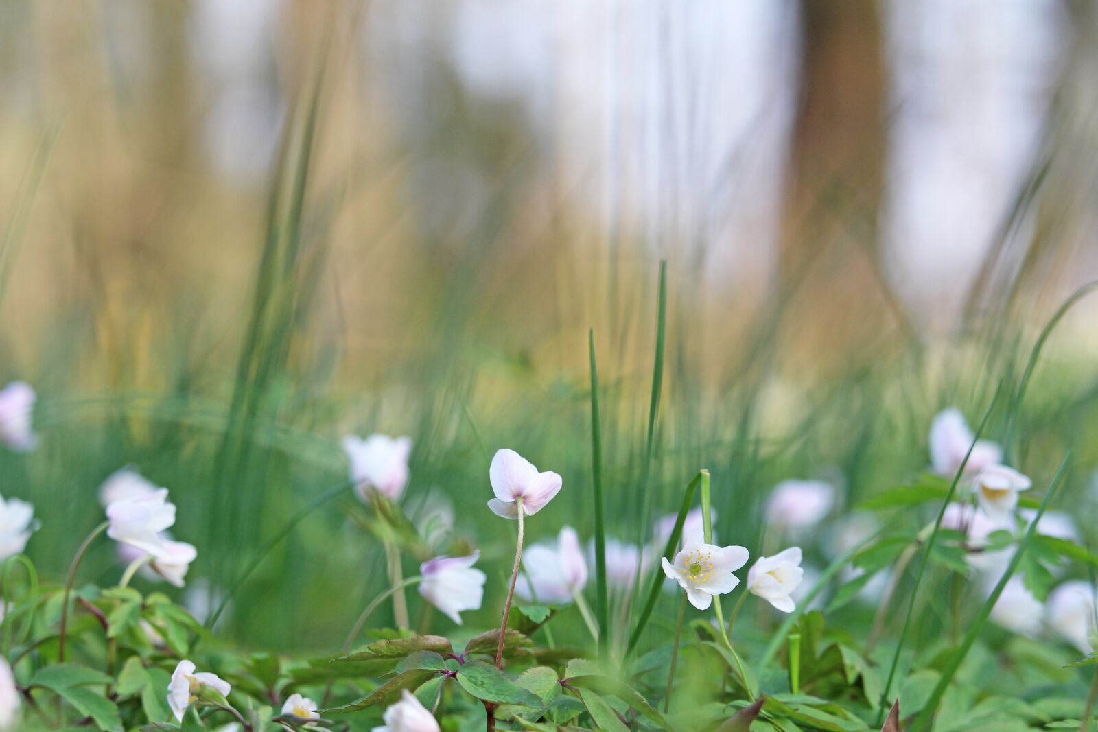 Canon EF-S 55-250mm F4-5.6 IS STM sample photo. Wood anemone, forest flower photography