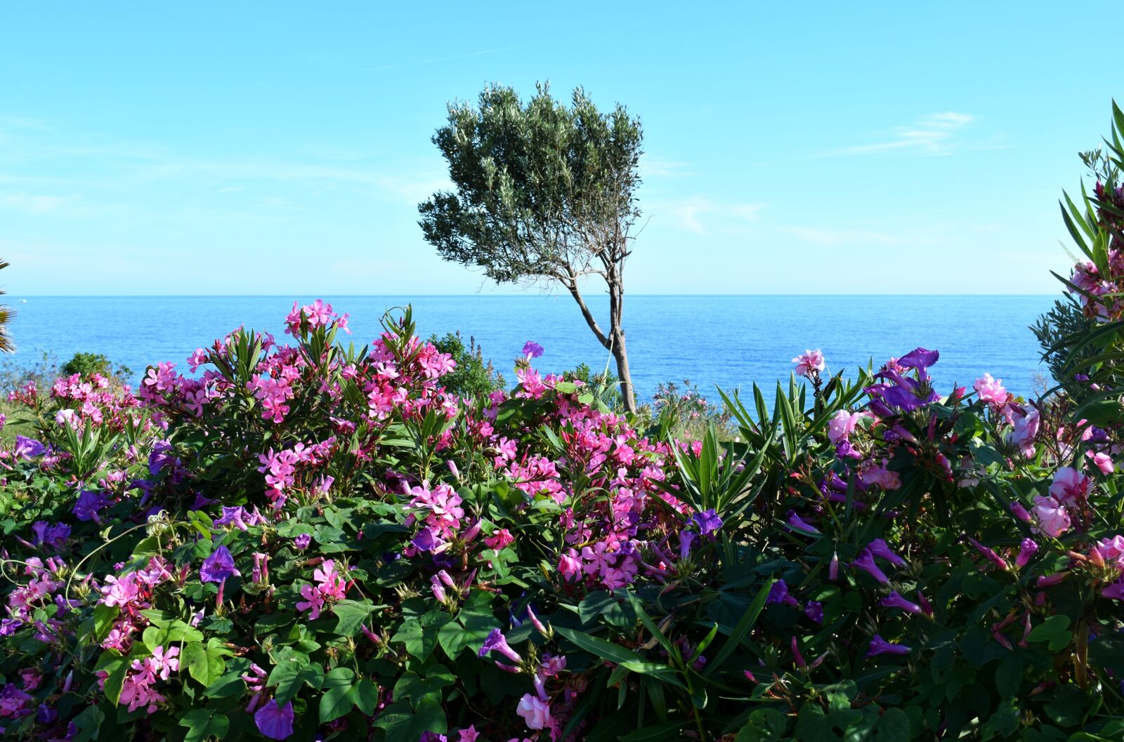 Nikon D3300 sample photo. Sea, plant, nature photography