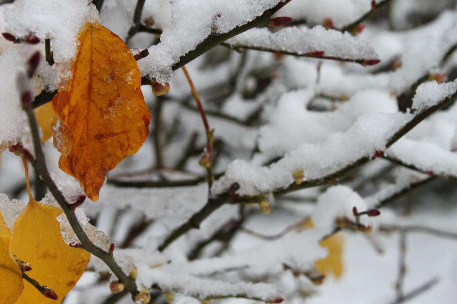 Canon EOS 500D (EOS Rebel T1i / EOS Kiss X3) sample photo. Leaves, in, snow photography