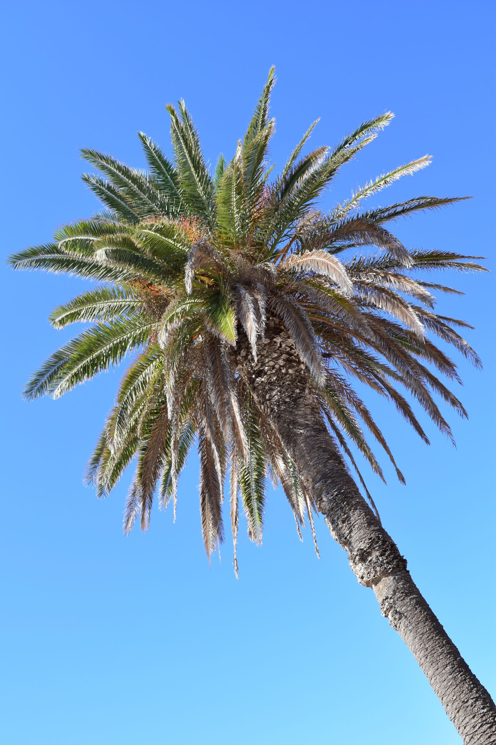 Nikon D3300 sample photo. Palm, sky, blue photography