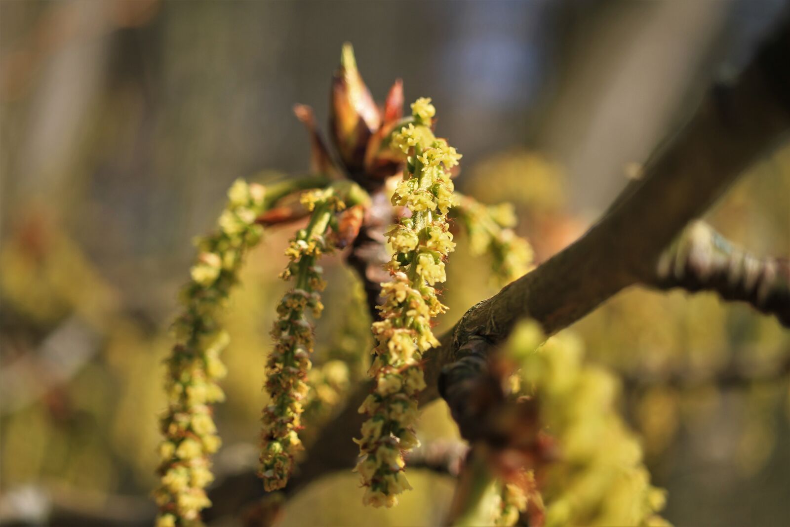 Canon EOS 7D sample photo. Spring, tree, show photography