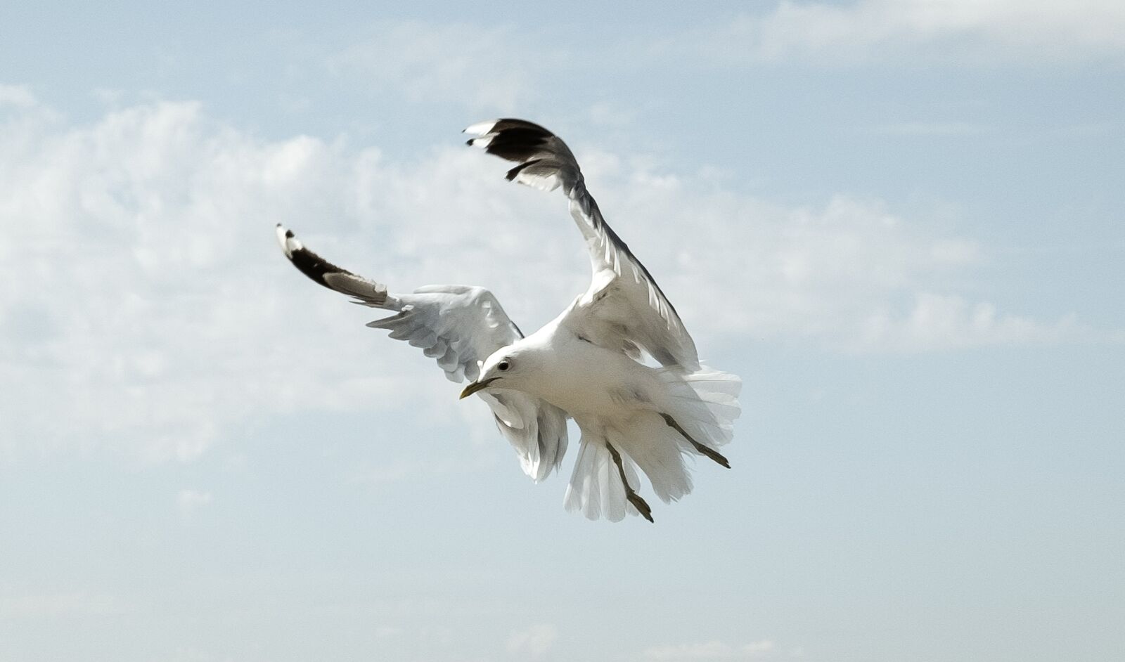 Fujifilm X-T20 sample photo. Seagull, flight, bird photography