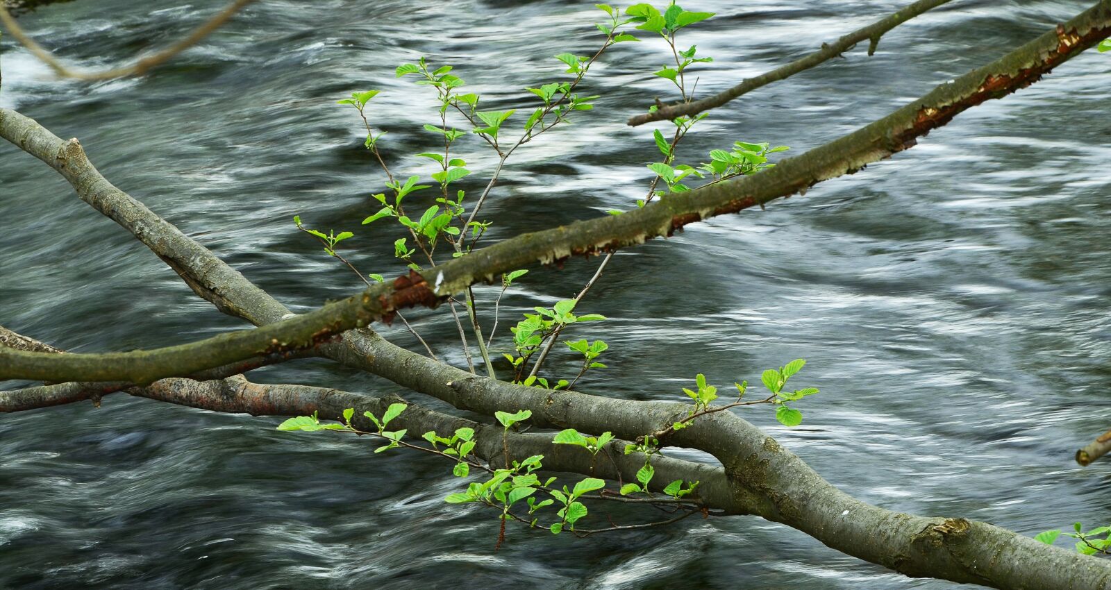 Nikon D5100 sample photo. Water, aesthetic, young green photography