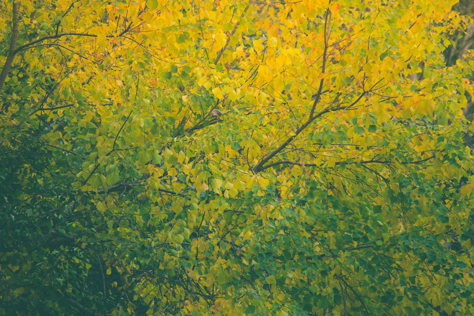 Canon EF-S 55-250mm F4-5.6 IS II sample photo. Autumn, colorful, fall, leaves photography