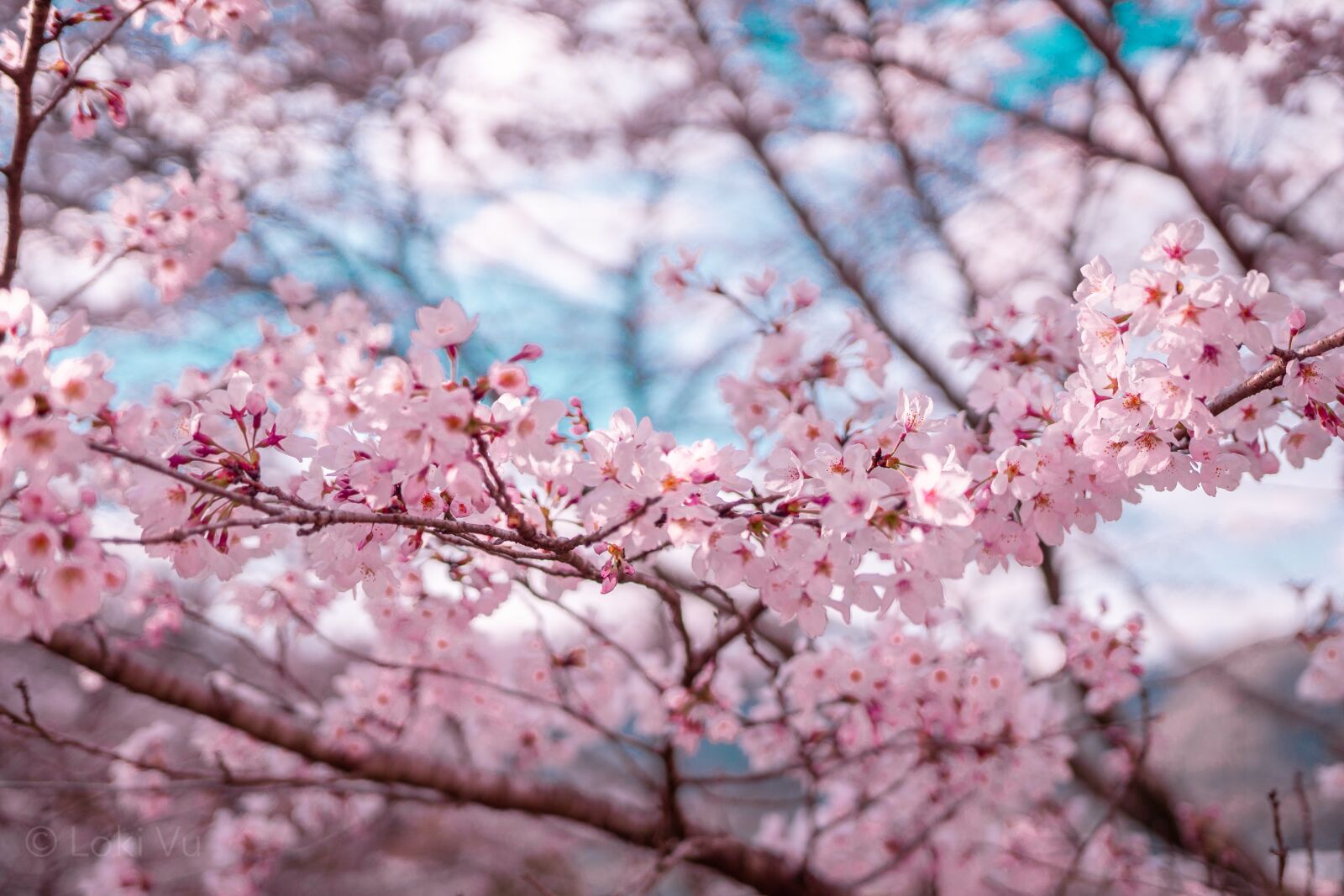 Canon 18-35mm F1.8 DC HSM | Art 013 sample photo. Sakura, beautiful flowers, sky photography
