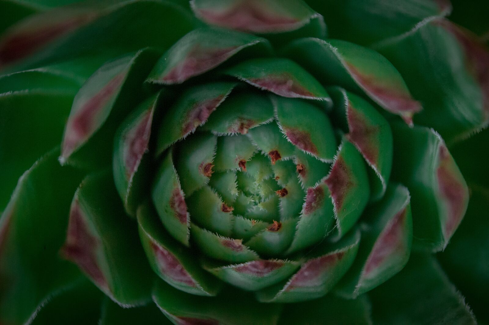 Nikon D3200 sample photo. Stonecrop, green, plant photography