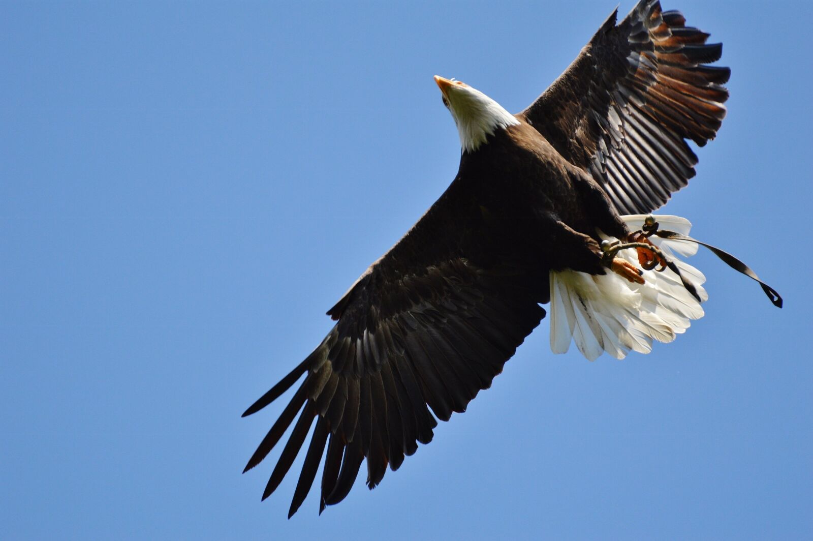 Nikon D3200 sample photo. Bald eagles, wildpark poing photography