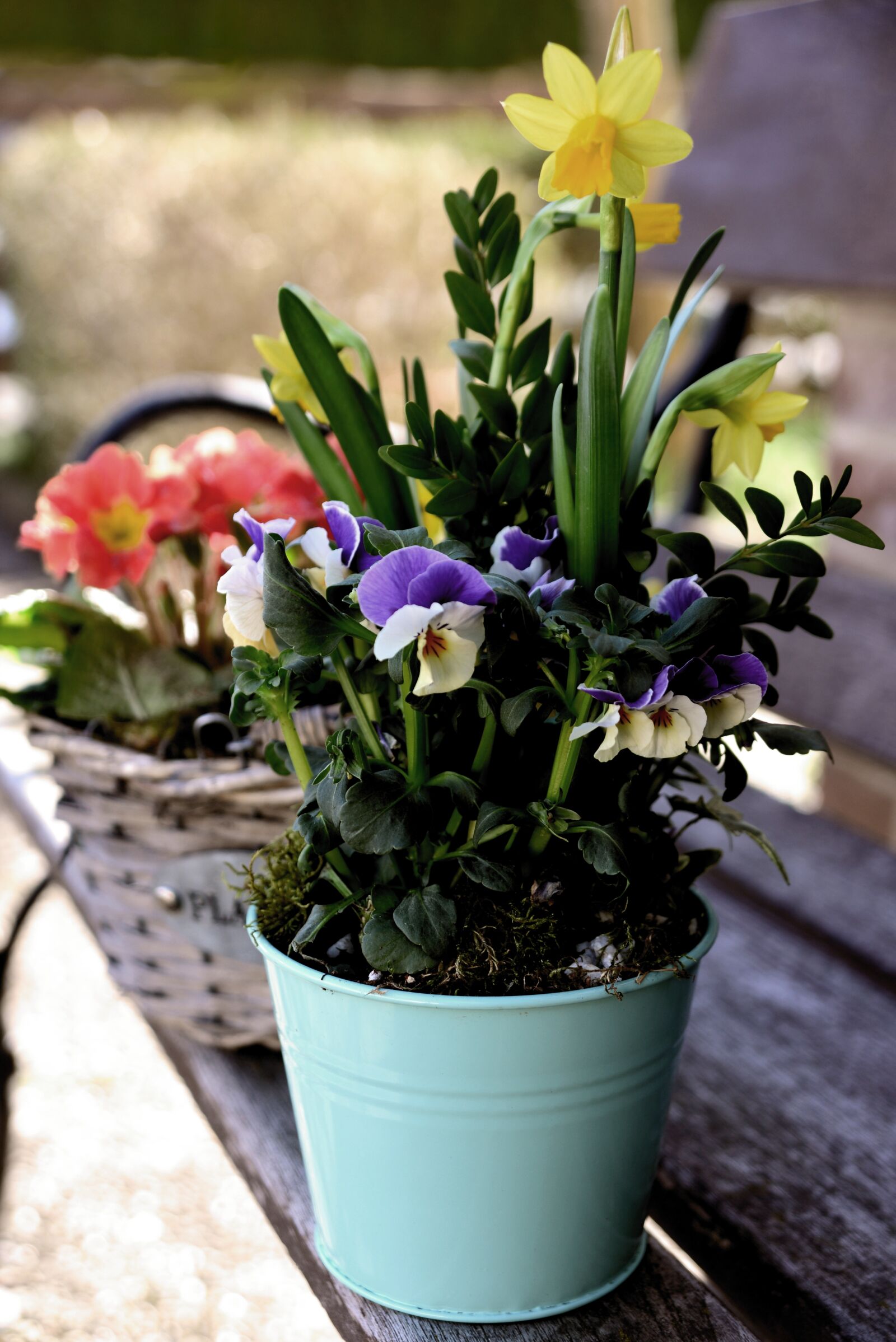 Nikon D610 sample photo. Spring flowers, daffodils, pansy photography