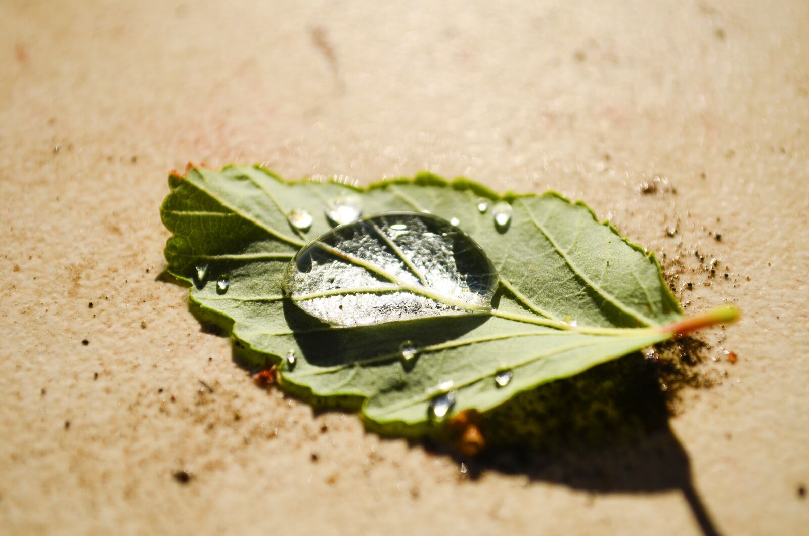 Nikon D5100 sample photo. Peace, leaf, water photography