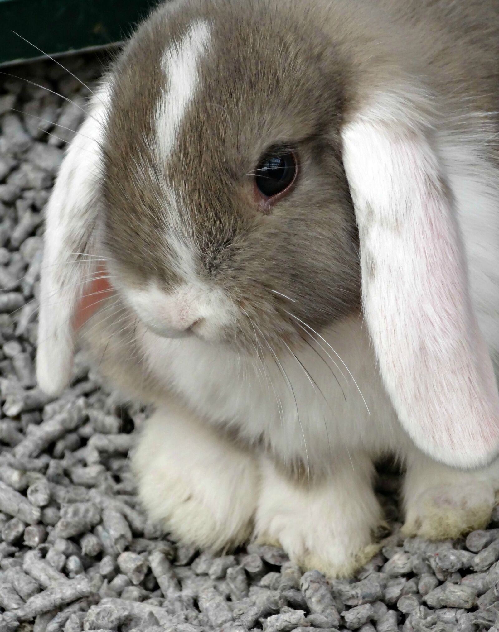 Sony Cyber-shot DSC-HX20V sample photo. Animal, rabbit, cute photography