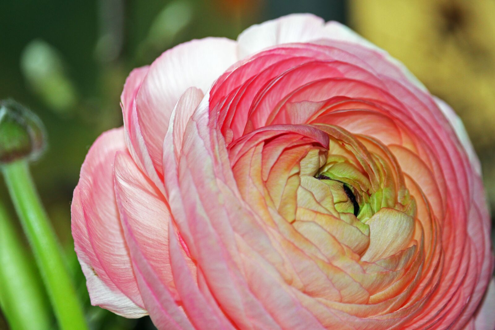 Canon EF-S 55-250mm F4-5.6 IS STM sample photo. Ranunculus, spring flower, flower photography