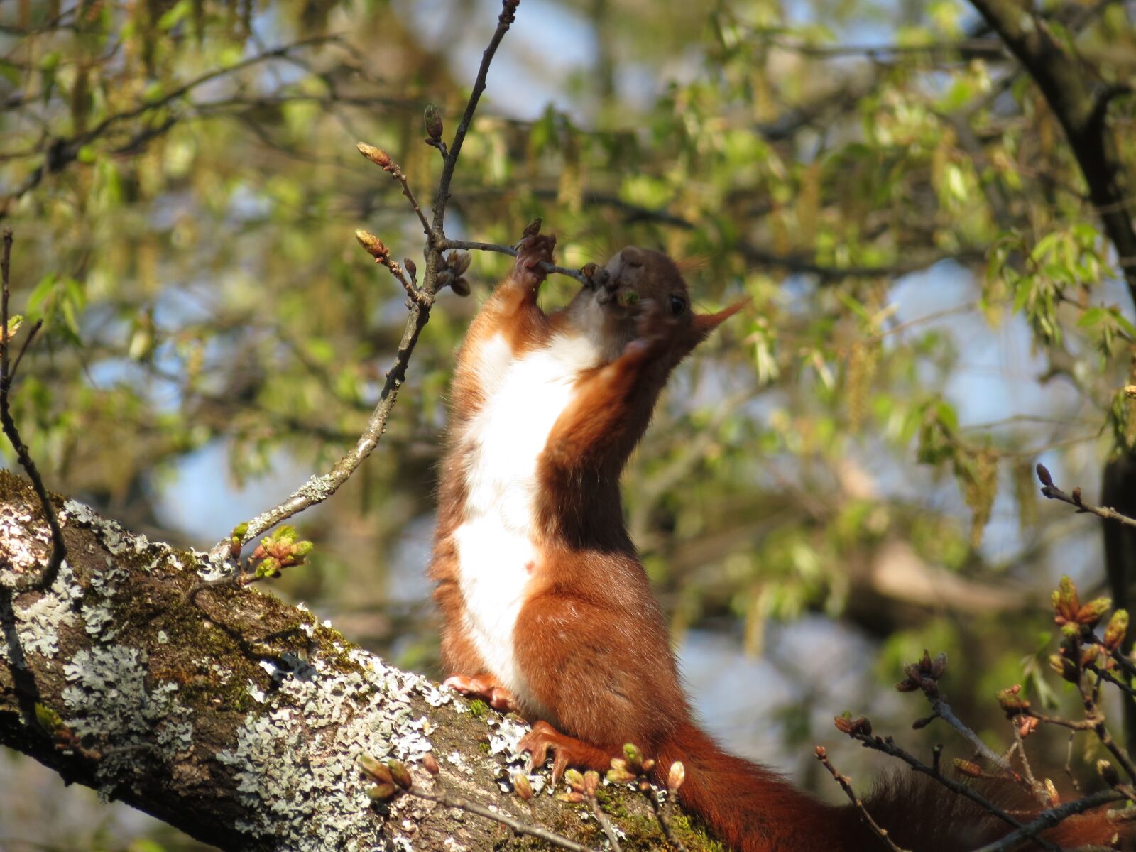 Canon PowerShot SX40 HS sample photo. Squirrel, tree, animal photography