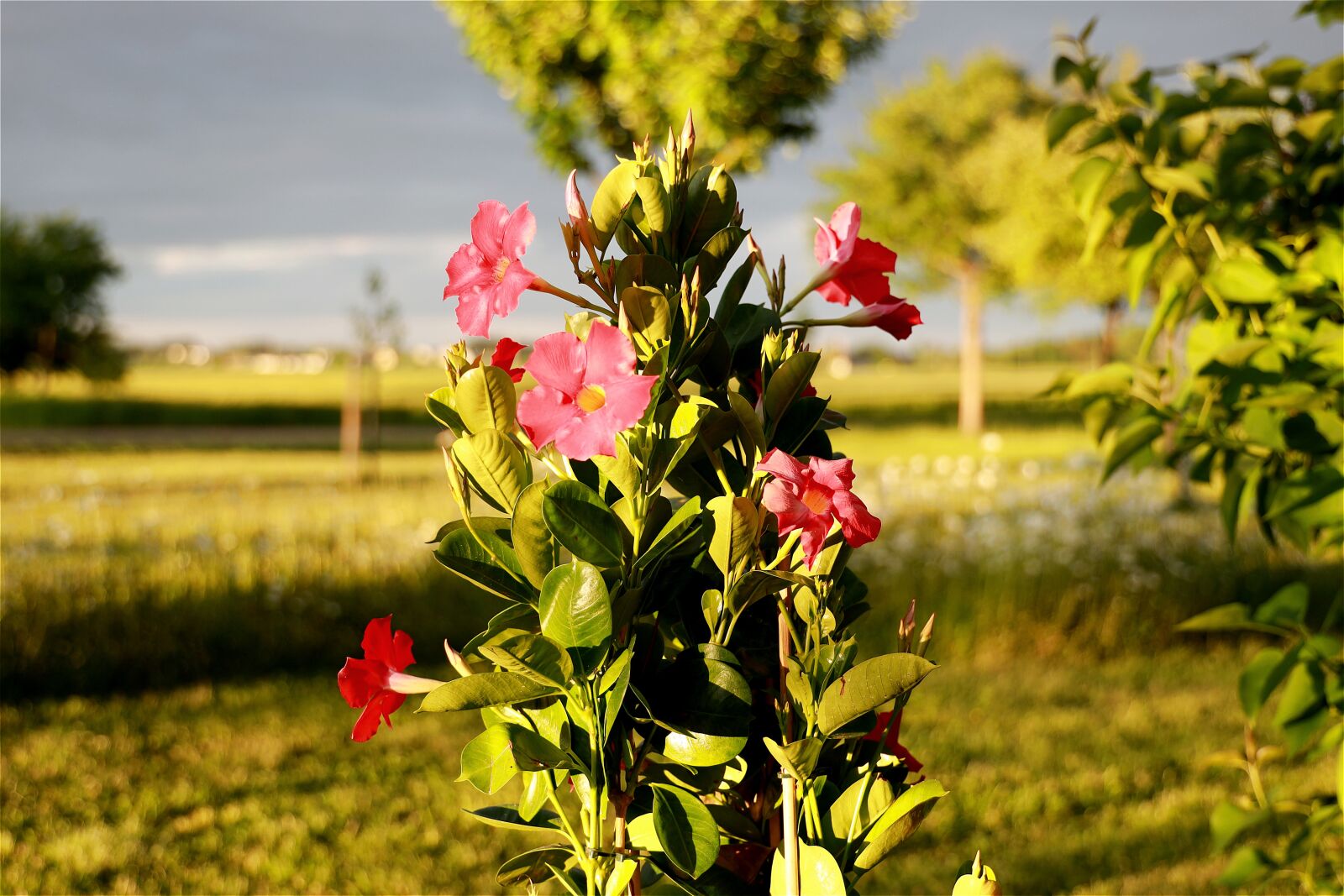 Canon RF 24-105mm F4L IS USM sample photo. Gewitterstimmung, abendstimmung, sunset photography