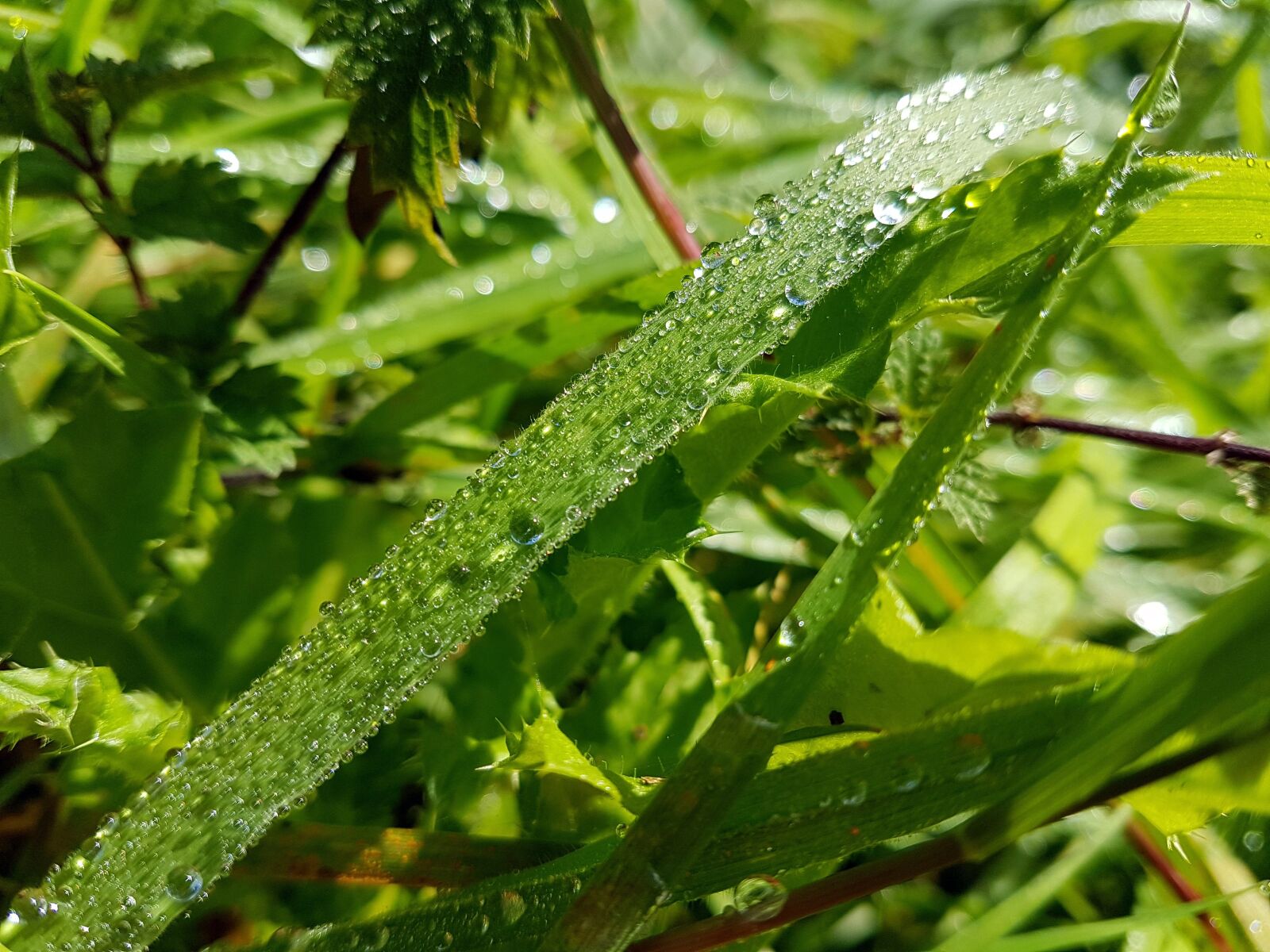 Samsung Galaxy S7 sample photo. Grass, dew, droplet photography