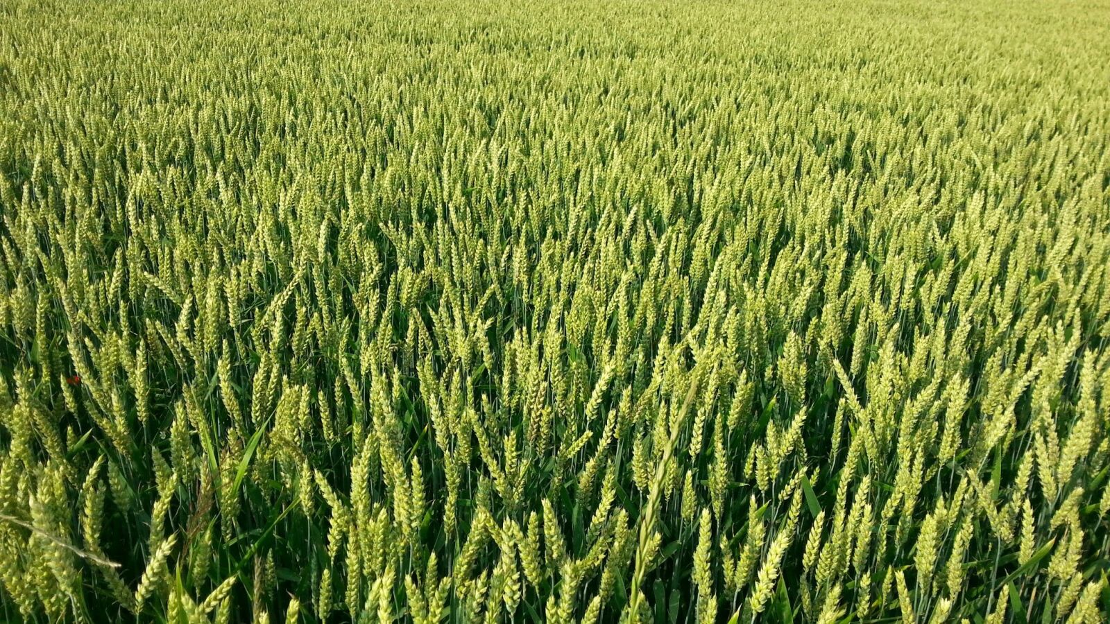 Samsung Galaxy S3 sample photo. Grain, cornfield, cereals photography