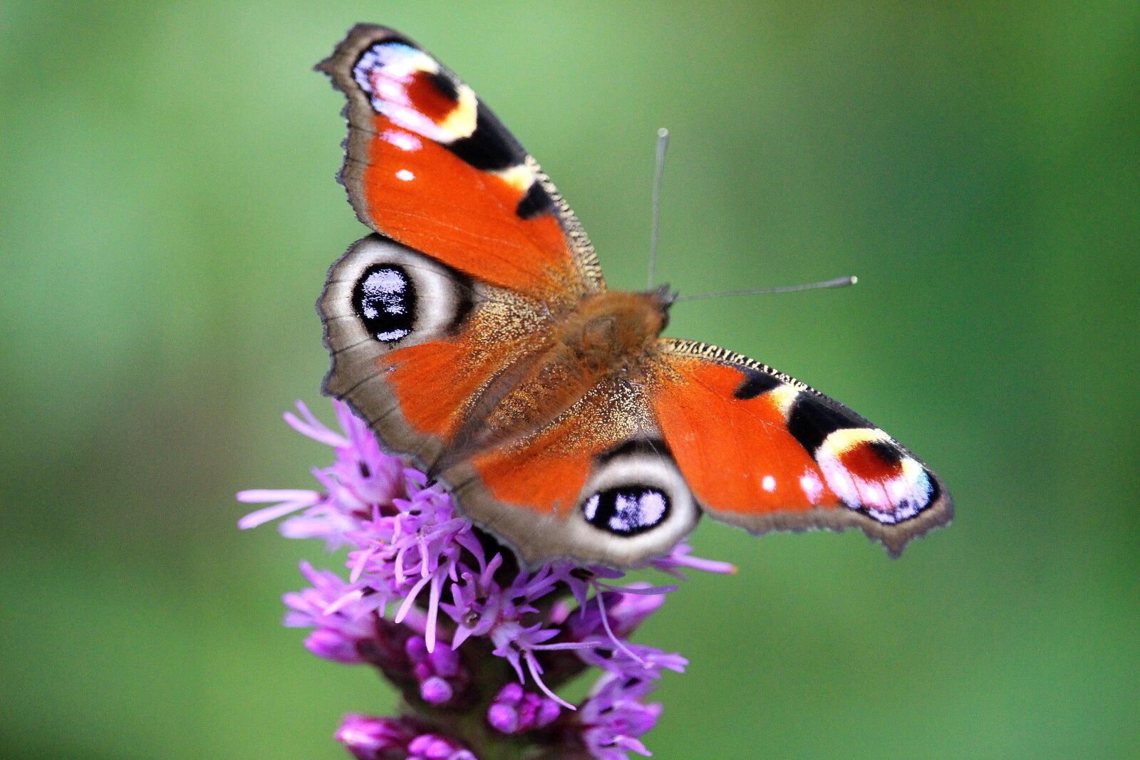 Canon EOS 700D (EOS Rebel T5i / EOS Kiss X7i) + Canon EF-S 55-250mm F4-5.6 IS STM sample photo. Peacock butterfly, butterfly, blossom photography