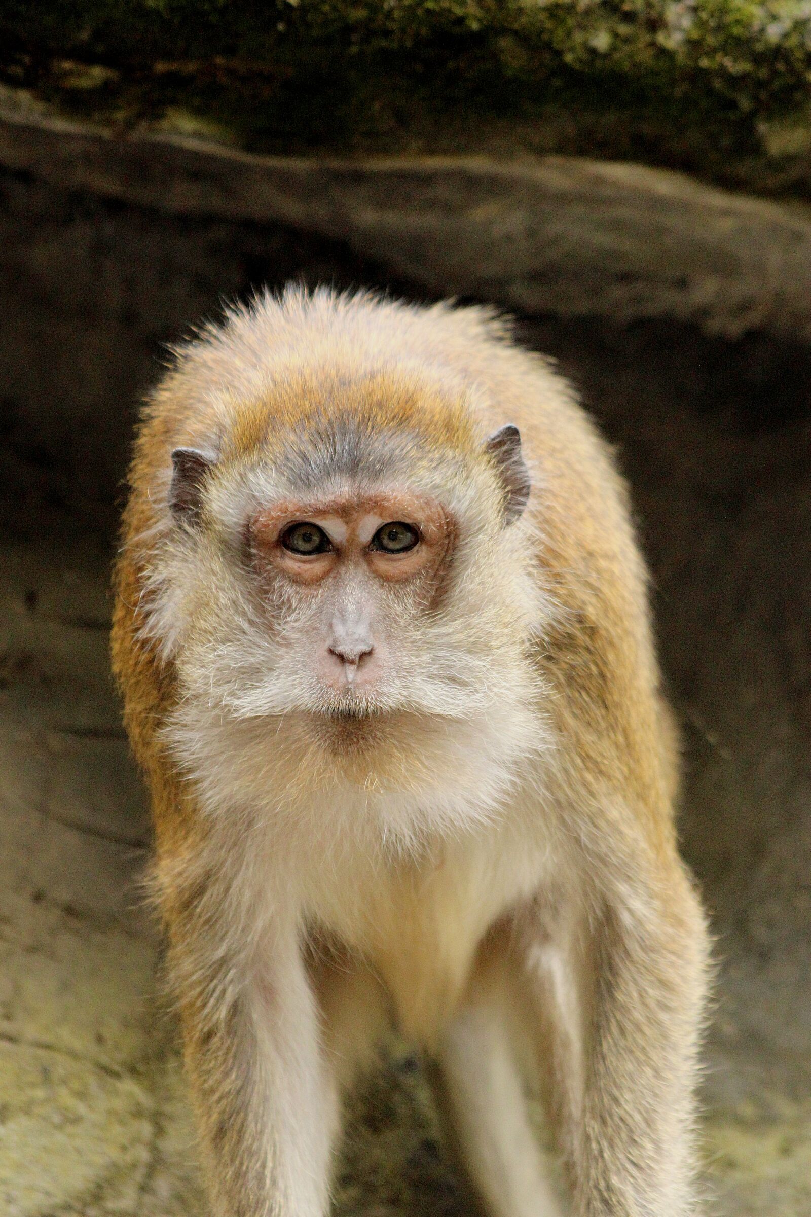 Canon EOS 600D (Rebel EOS T3i / EOS Kiss X5) sample photo. Monkey, portrait, furry photography