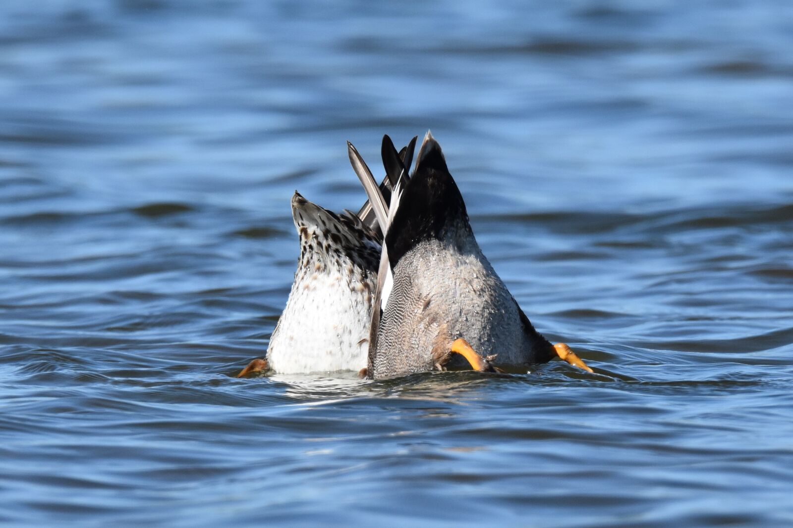 Nikon D7200 sample photo. Birds, water birds, wildlife photography