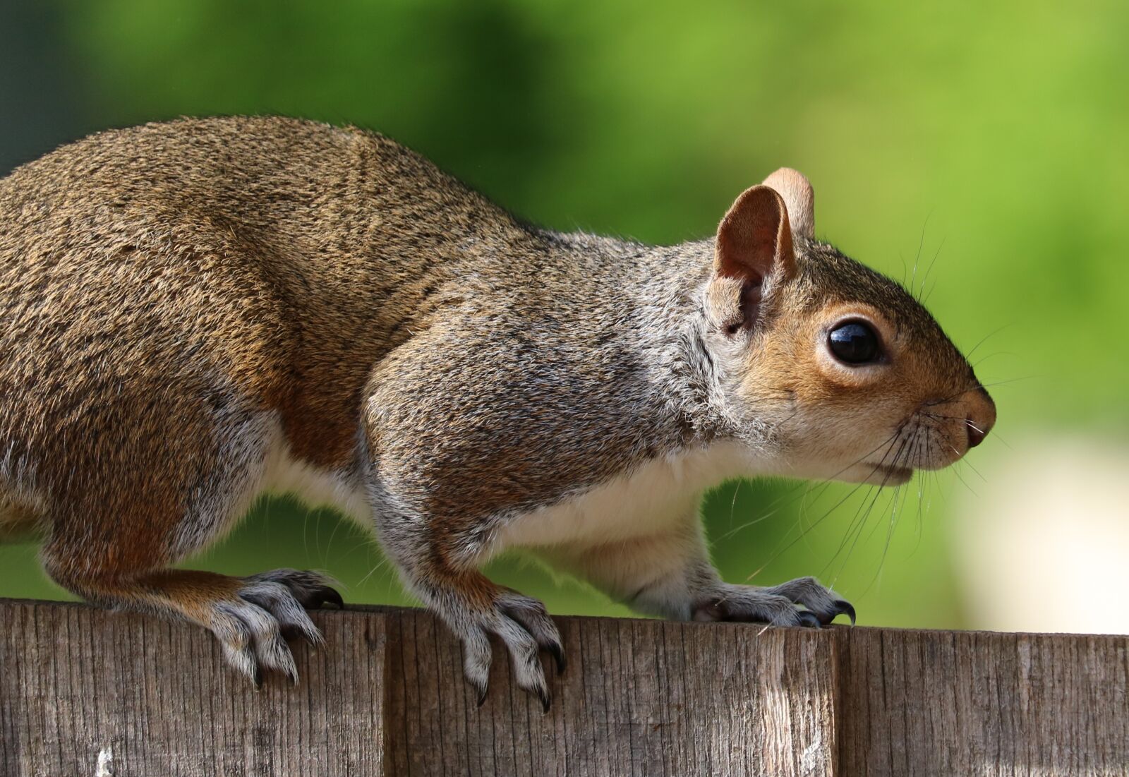 Canon EOS 750D (EOS Rebel T6i / EOS Kiss X8i) sample photo. Squirrel, grey, brown photography