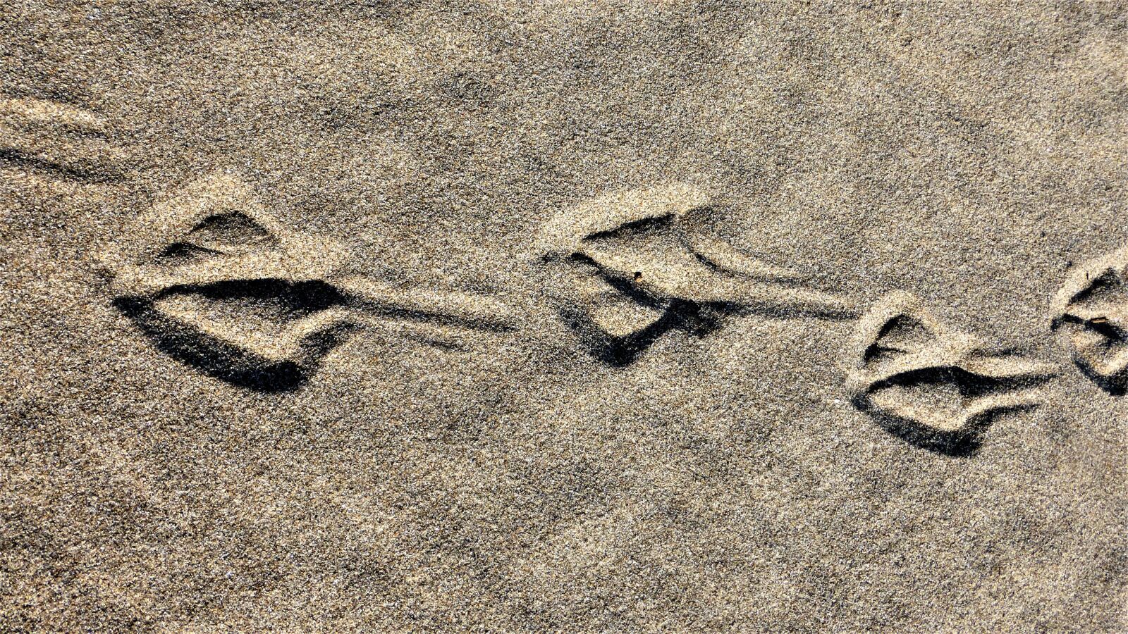Panasonic Lumix DMC-ZS25 (Lumix DMC-TZ35) sample photo. Beach, sand, traces photography