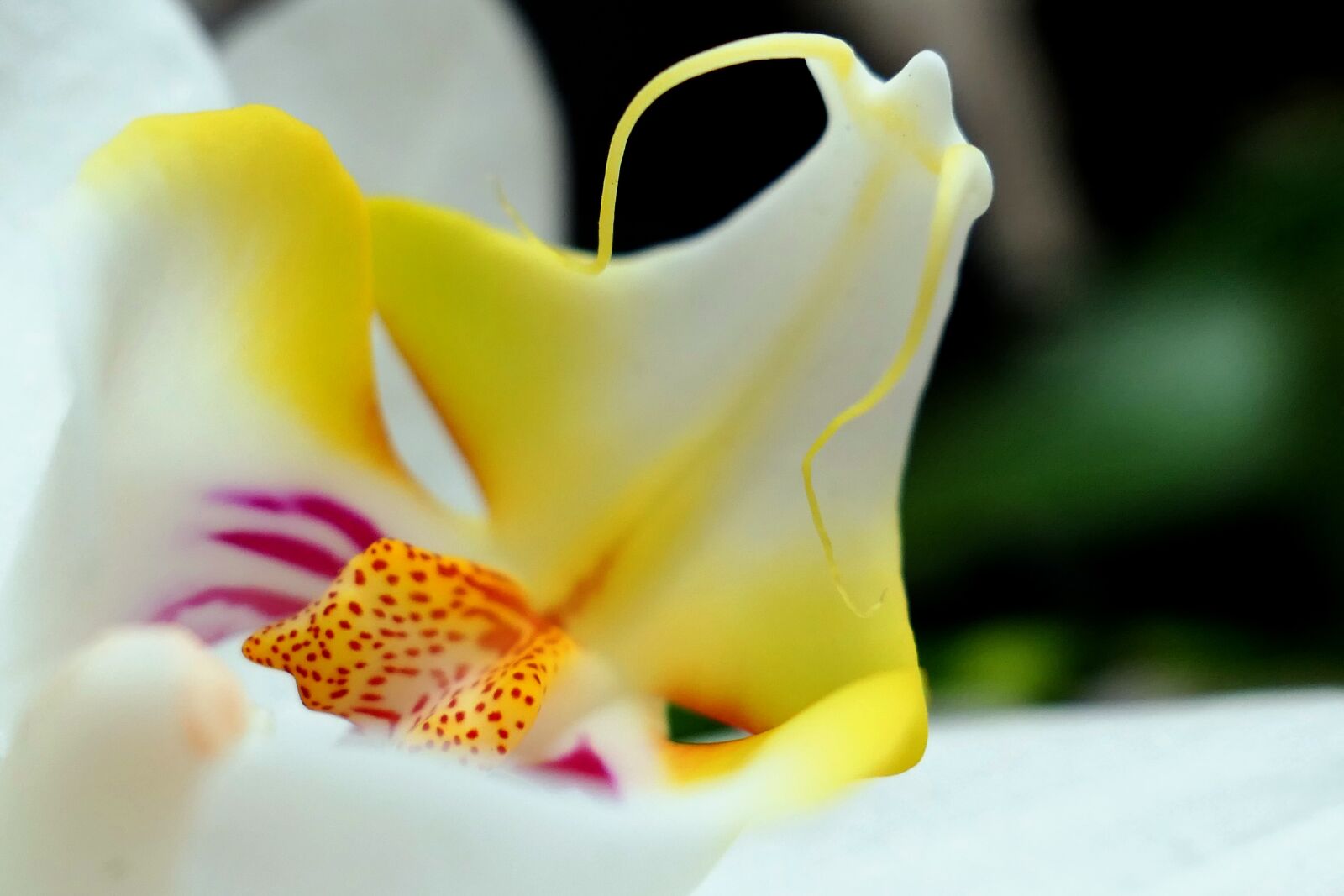 Panasonic Lumix DMC-LX10 (Lumix DMC-LX15) sample photo. Orchid, blossom, bloom photography