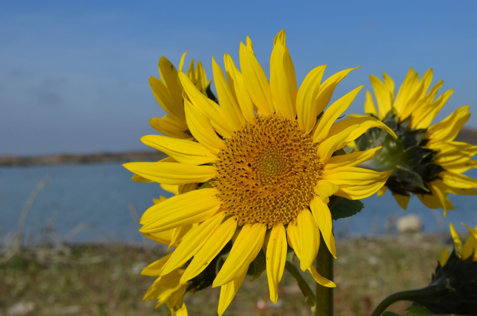 Nikon D5100 sample photo. Flower, water, yellow photography