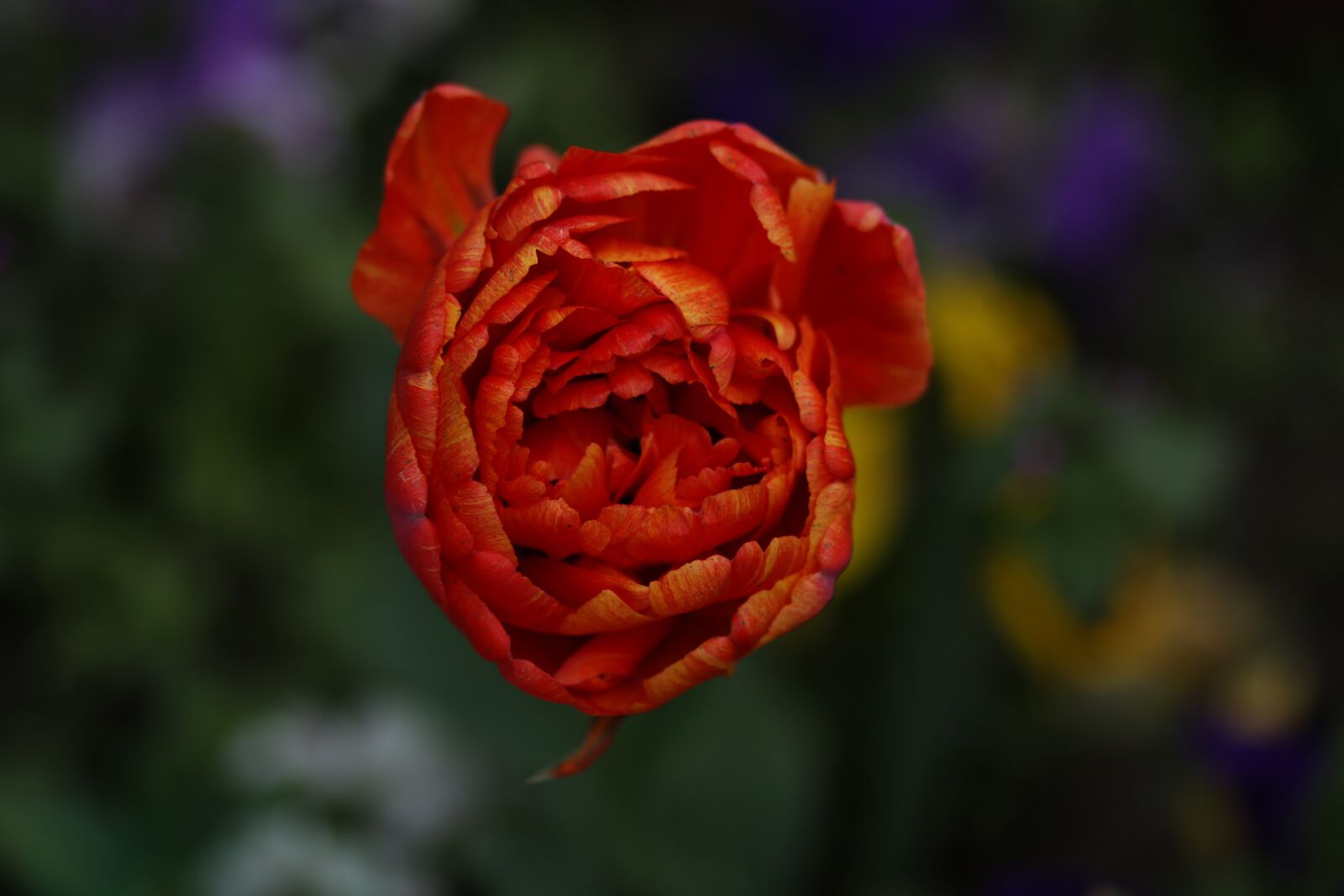 Canon EF 85mm F1.8 USM sample photo. Tulip, red, supplies photography