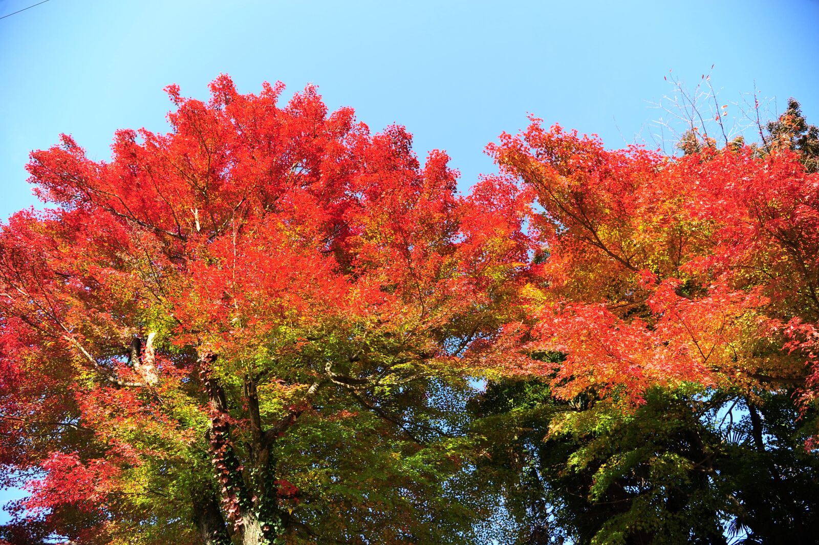 Nikon D700 sample photo. Autumn, autumnal leaves, maple photography